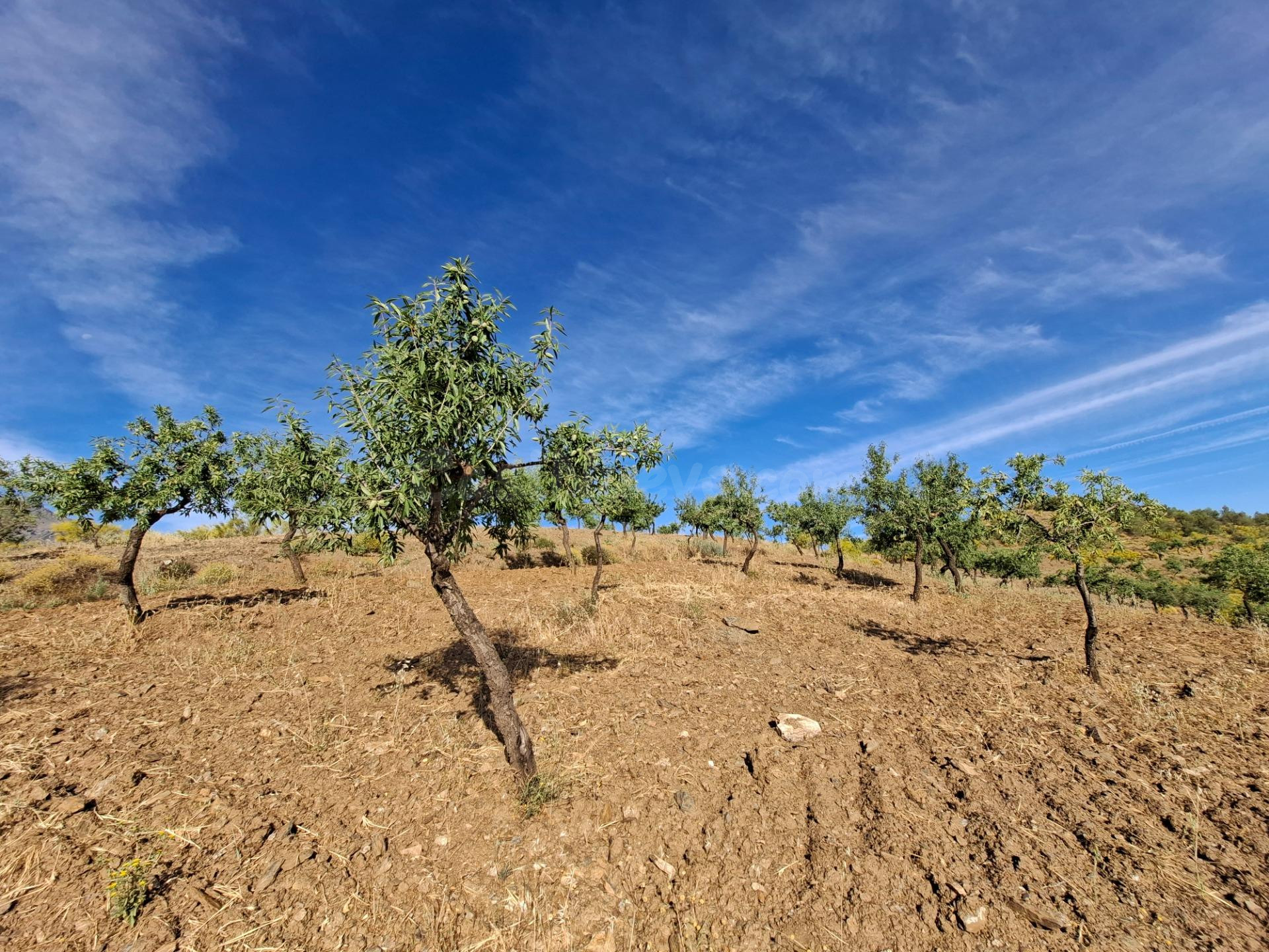 SE VENDE FINCA DE SECANO DE ALMENDROS EN ABRUCENA EN PLENA S - foto 2