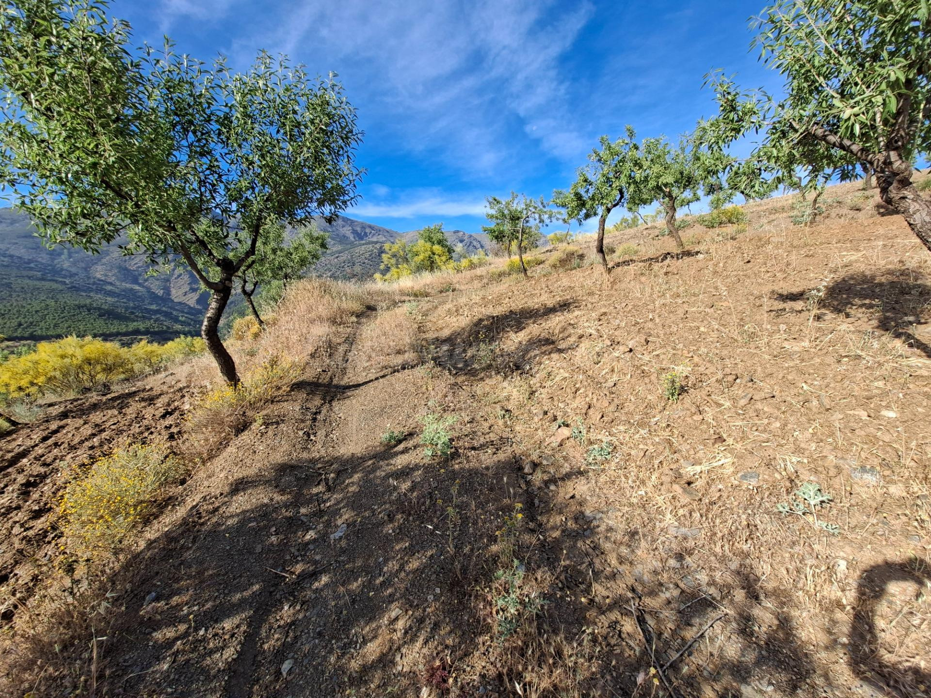 SE VENDE FINCA DE SECANO DE ALMENDROS EN ABRUCENA EN PLENA S - foto 3