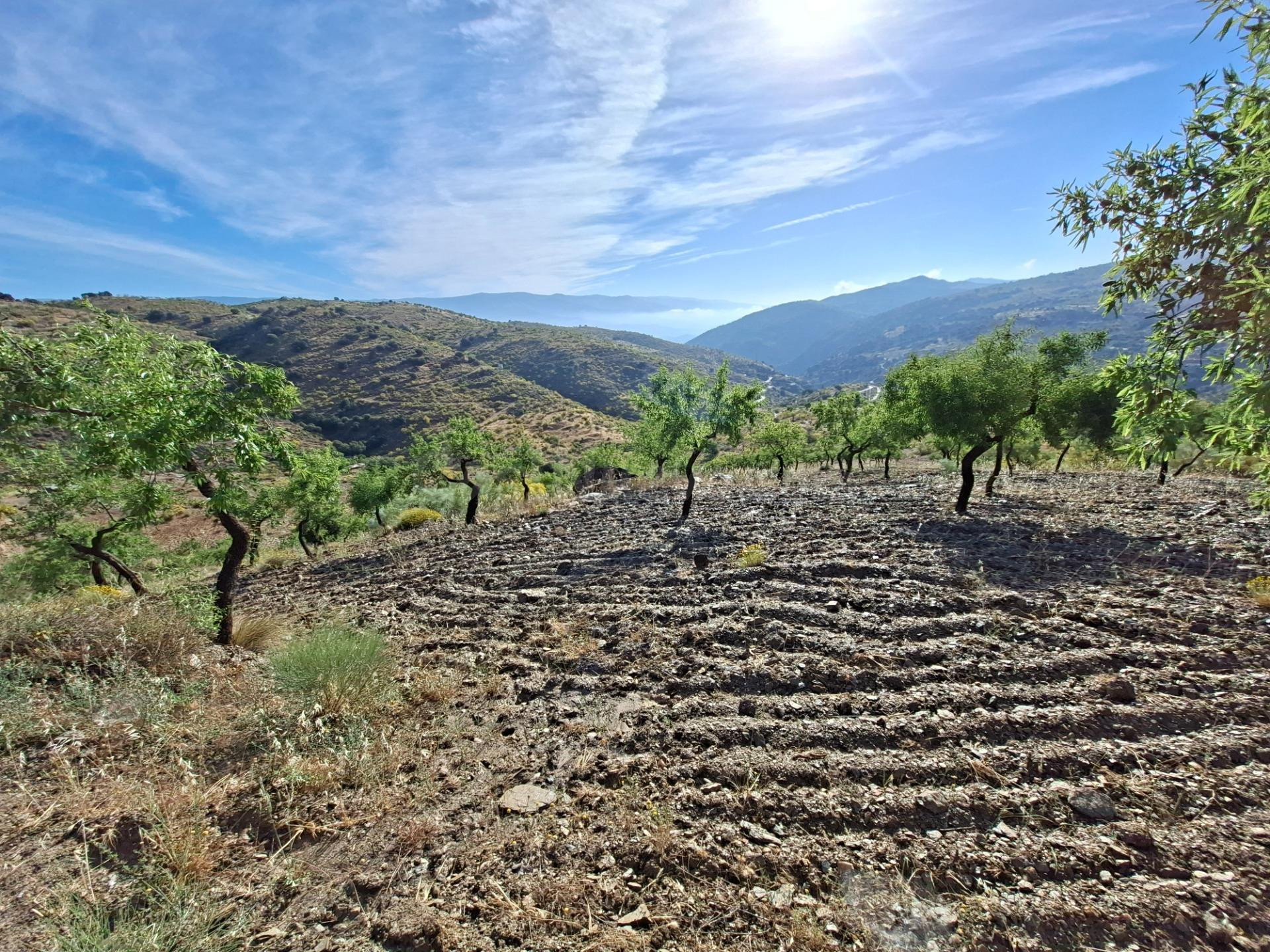 SE VENDE FINCA DE SECANO DE ALMENDROS EN ABRUCENA EN PLENA S - foto 4
