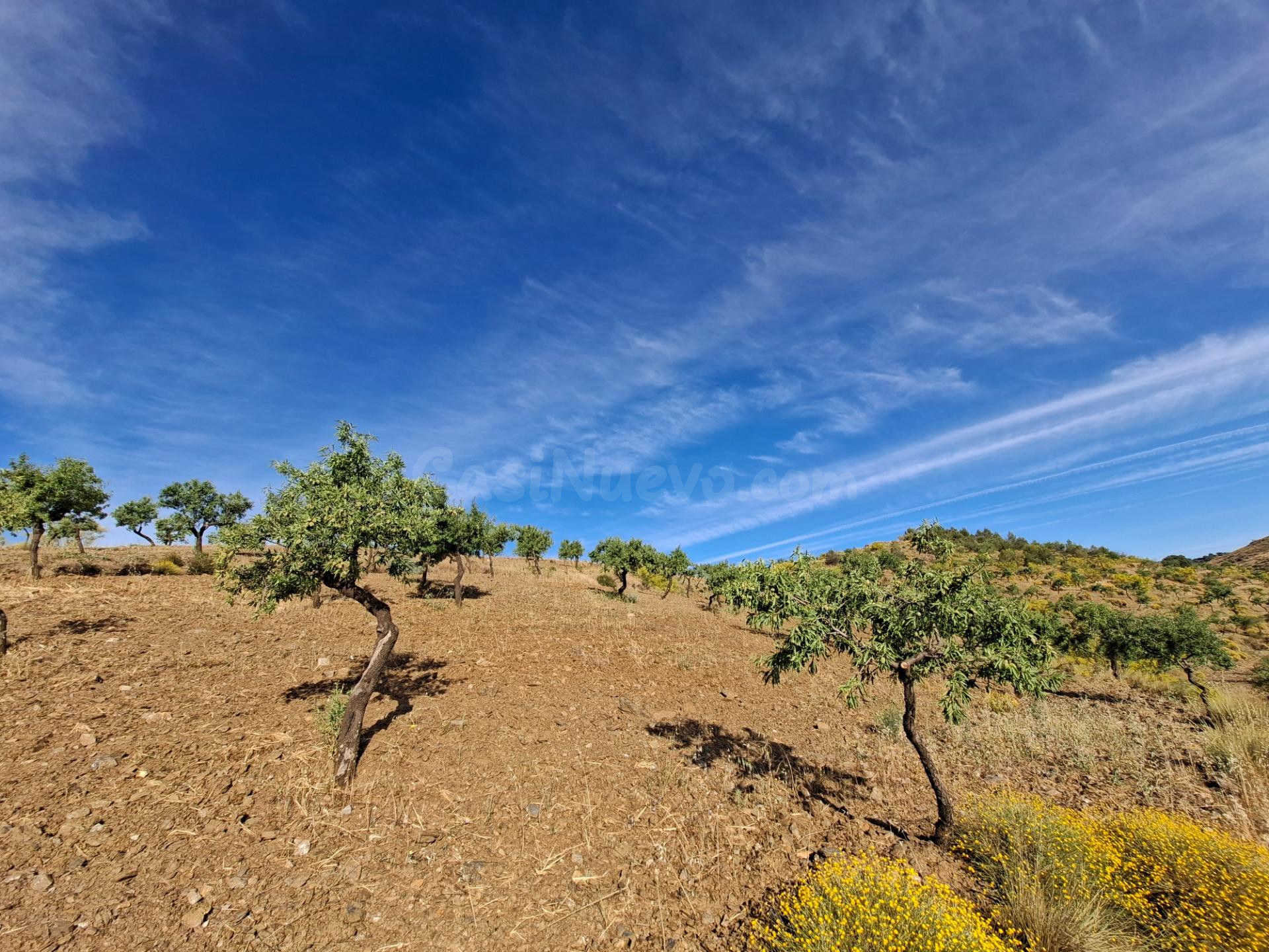 SE VENDE FINCA DE SECANO DE ALMENDROS EN ABRUCENA EN PLENA S - foto 5