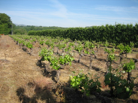 Terreno rural 1250m² en venta - Carracedelo