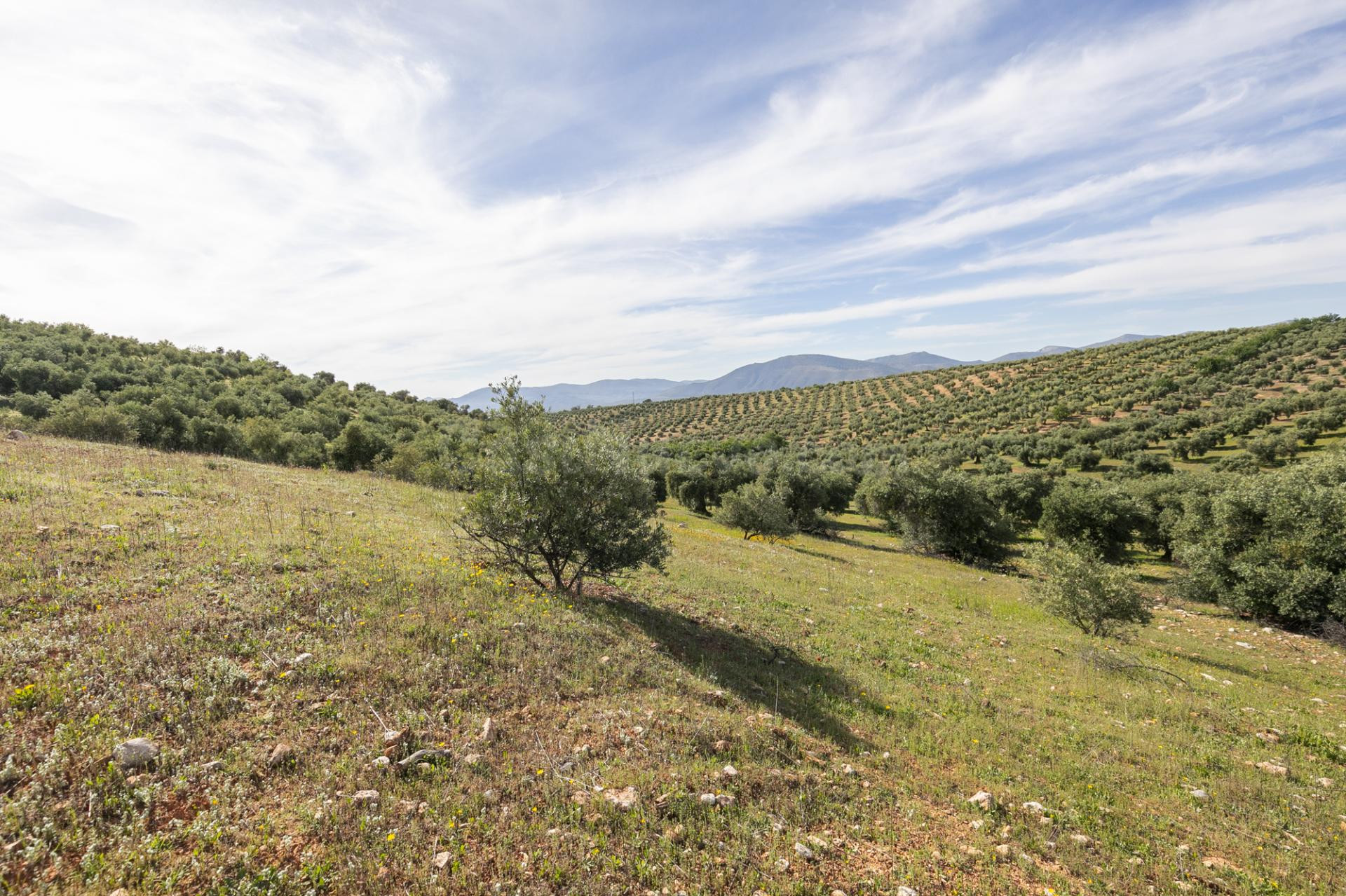 Terreno de olivos en Cogollos Vega: naturaleza, inversión y  - foto 2