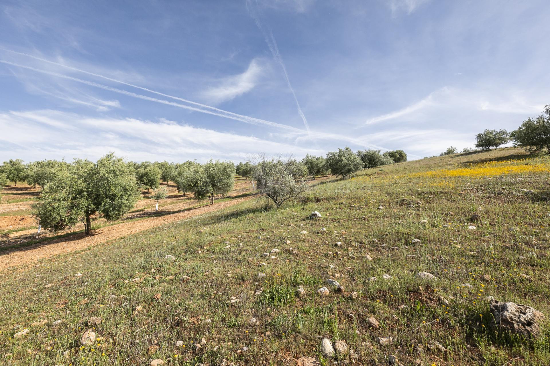 Terreno de olivos en Cogollos Vega: naturaleza, inversión y  - foto 3