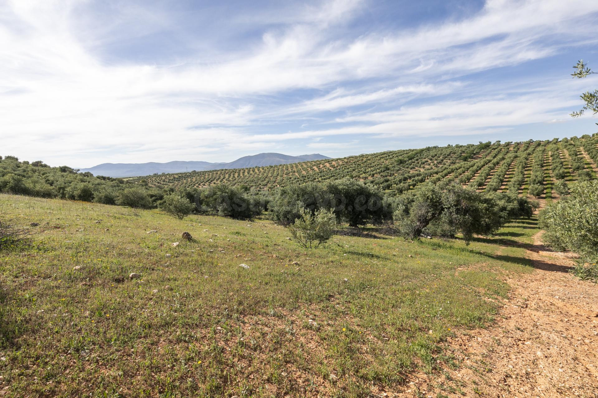 Terreno de olivos en Cogollos Vega: naturaleza, inversión y  - foto 4