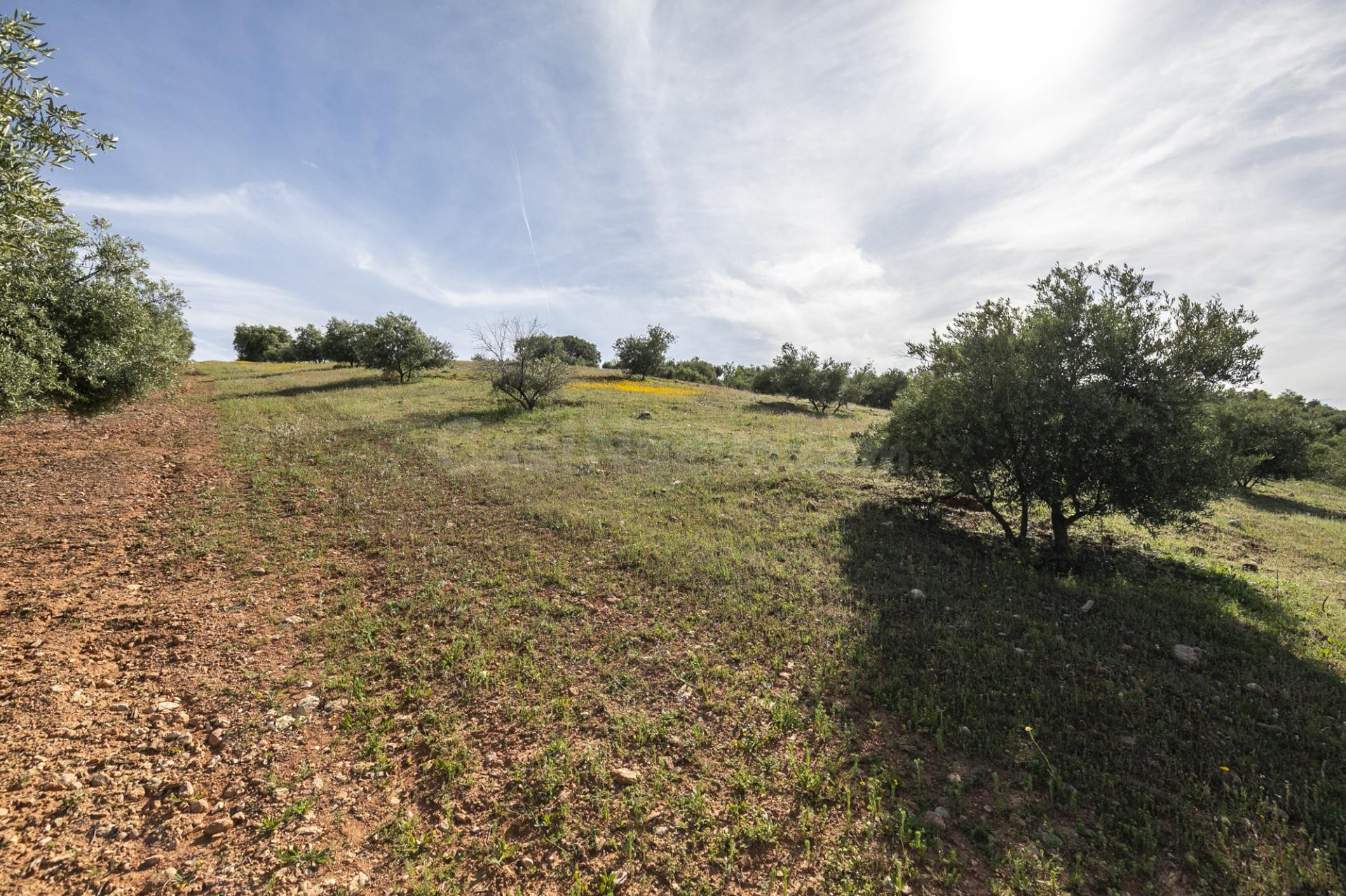 Terreno de olivos en Cogollos Vega: naturaleza, inversión y  - foto 5