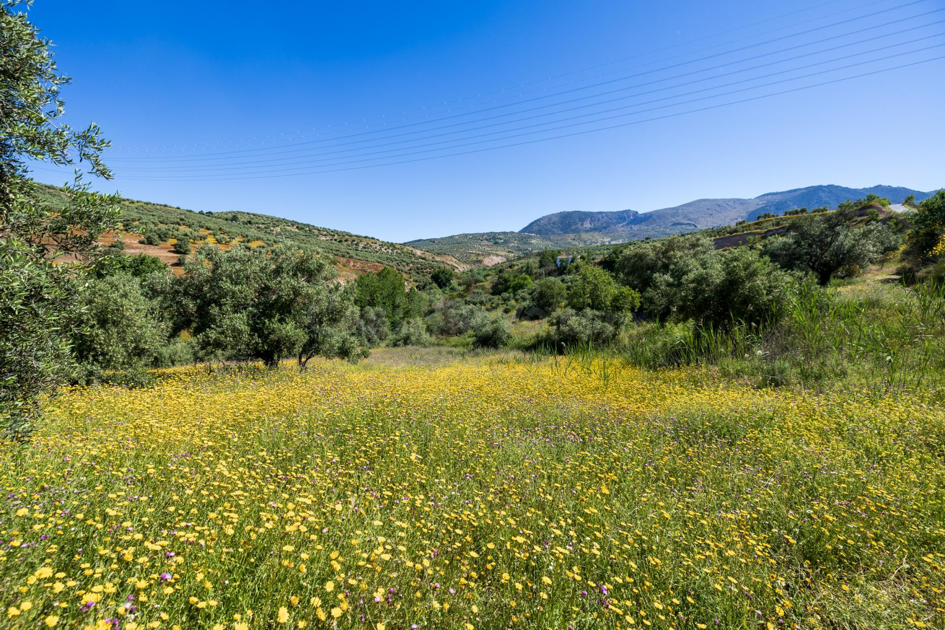 Finca de olivos en excelente ubicación – Alfacar - foto 2