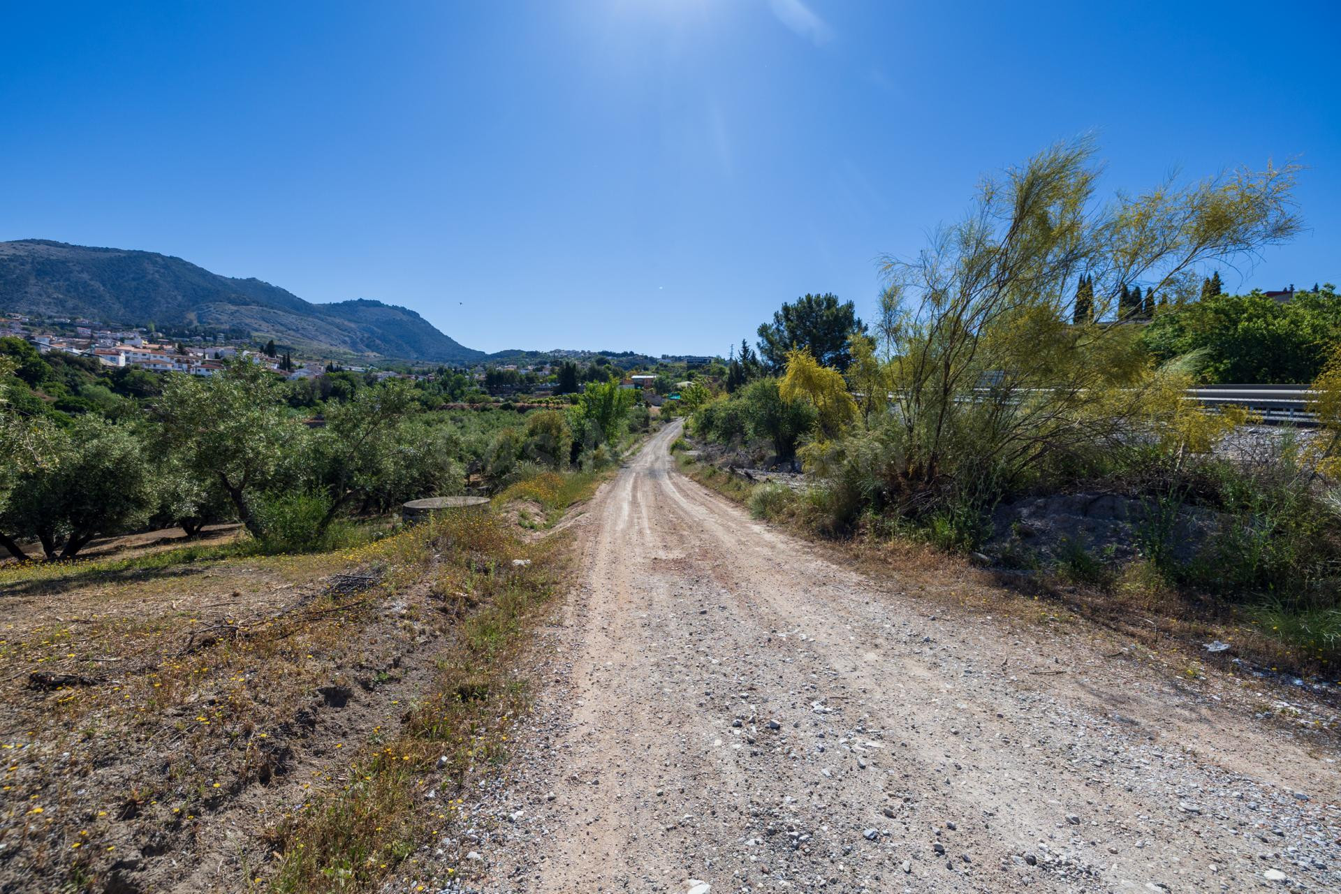 Finca de olivos en excelente ubicación – Alfacar - foto 3