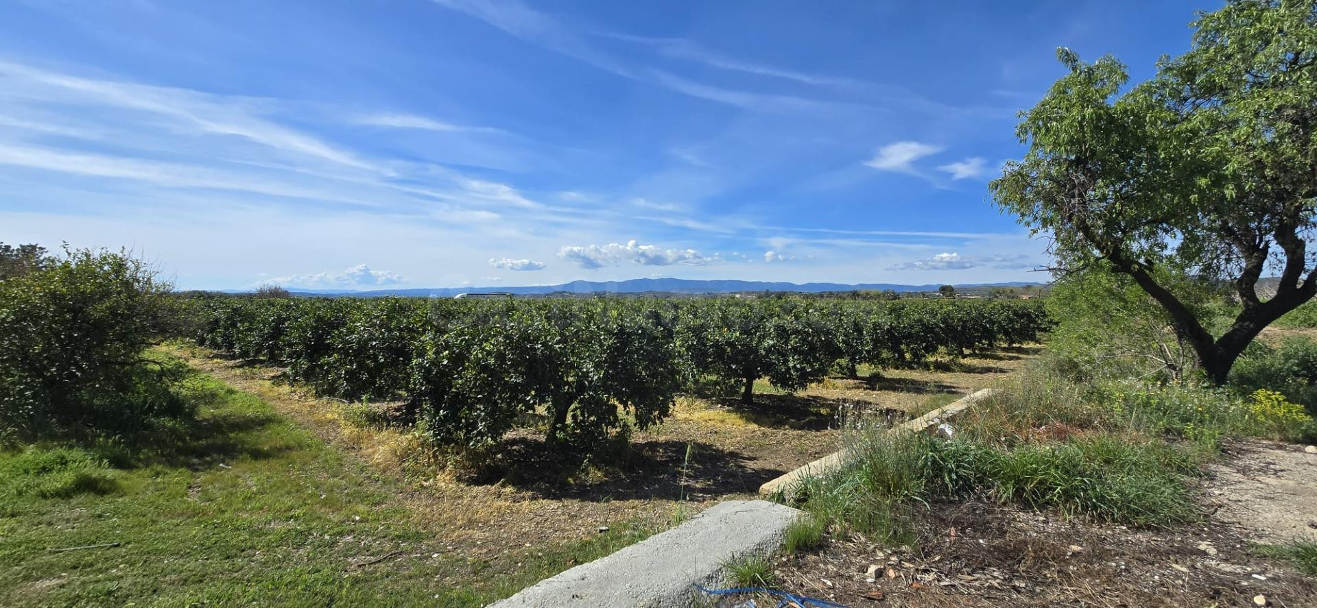 Chalet con finca de Naranjos en venta Lliria - foto 4