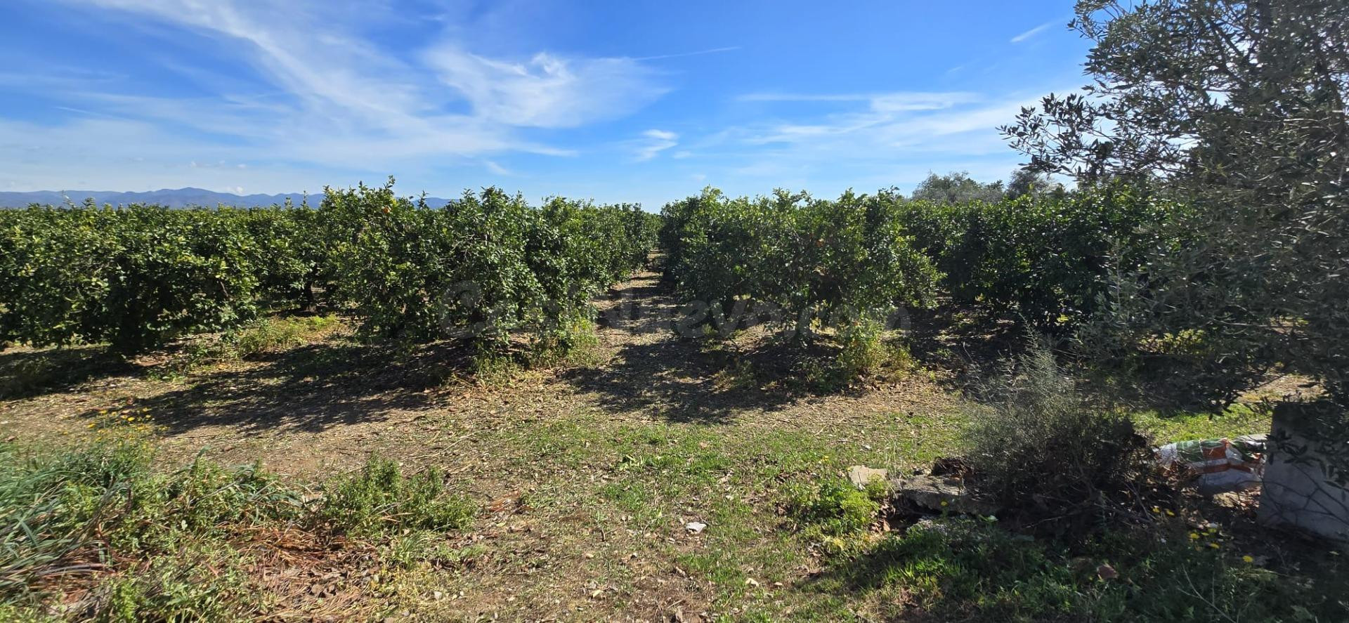 Finca de naranjos en venta Lliria.