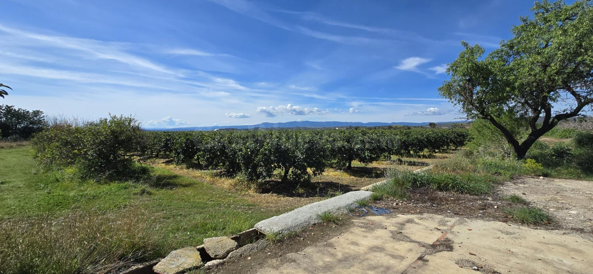 Finca de naranjos en venta Lliria. - foto 4