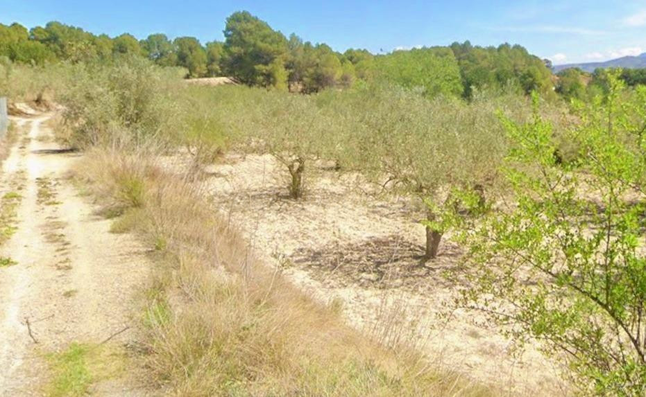 TERRENO RÚSTICO AGRÍCOLA CON VALOR PAISAJÍSTICO - foto 2