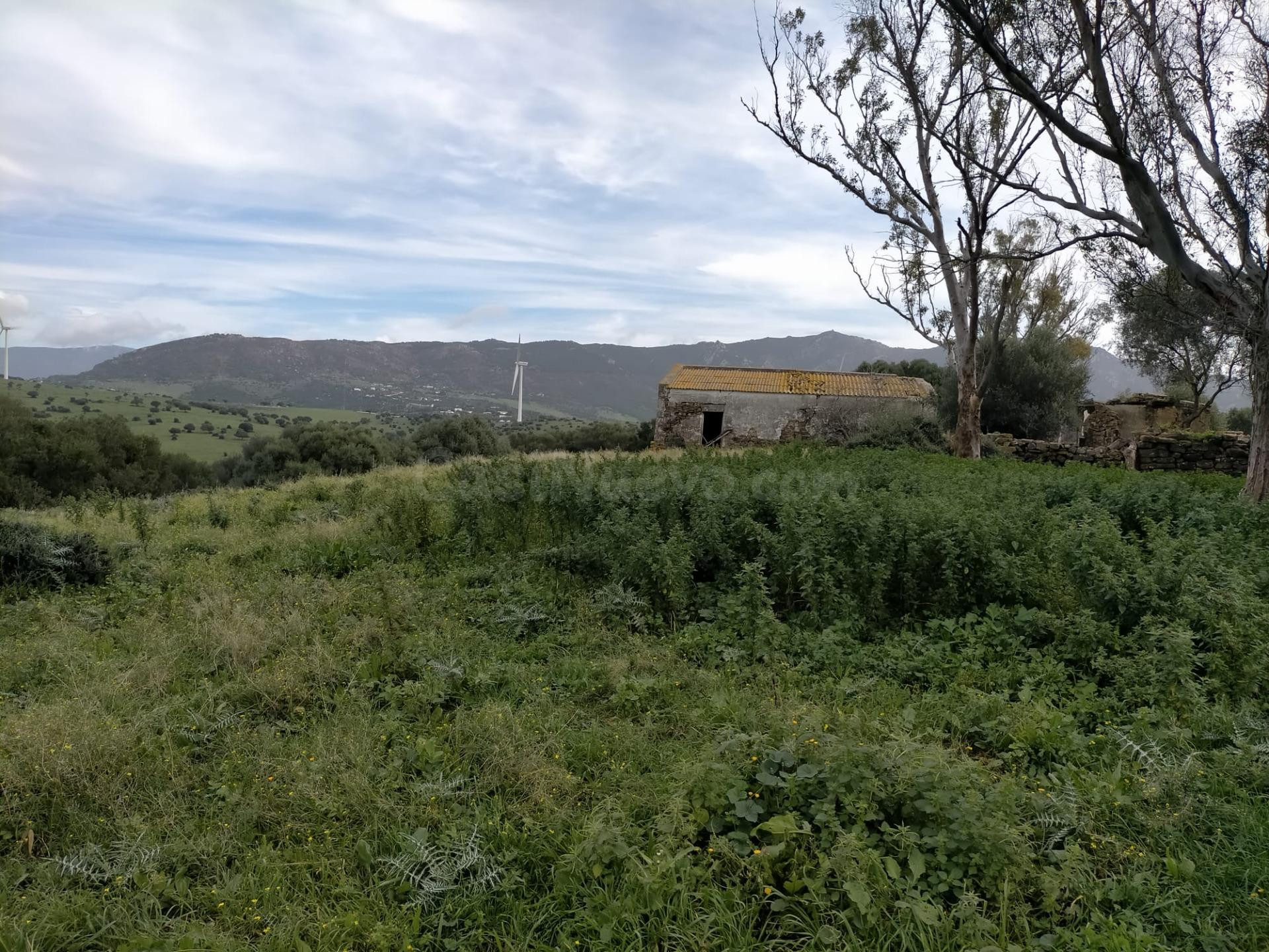 Gran finca en Tarifa - foto 4