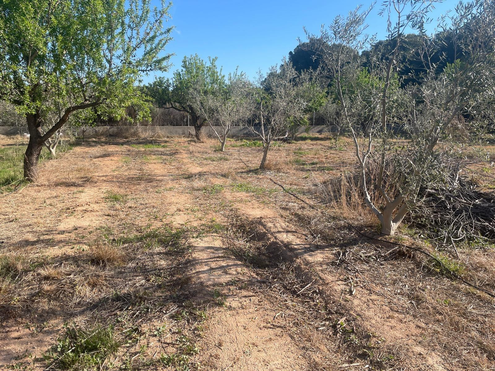 Finca de regadio en Lliria - foto 2
