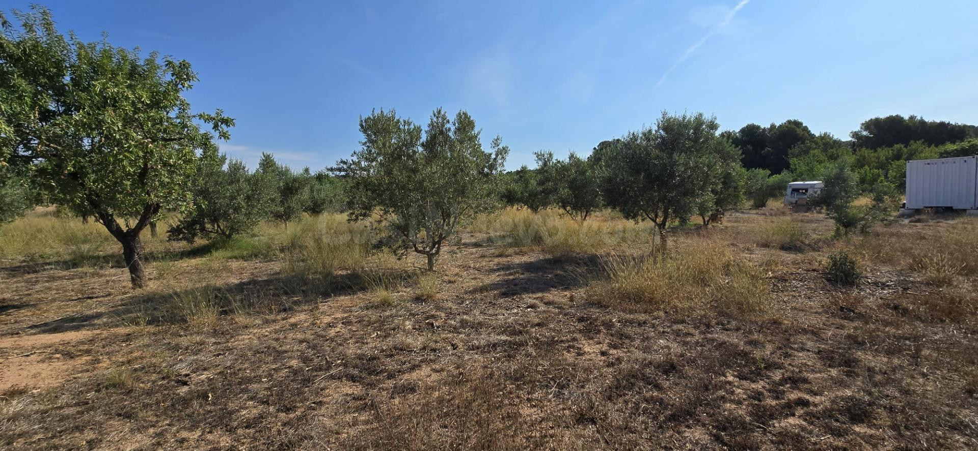 Finca de regadio en Lliria - foto 4