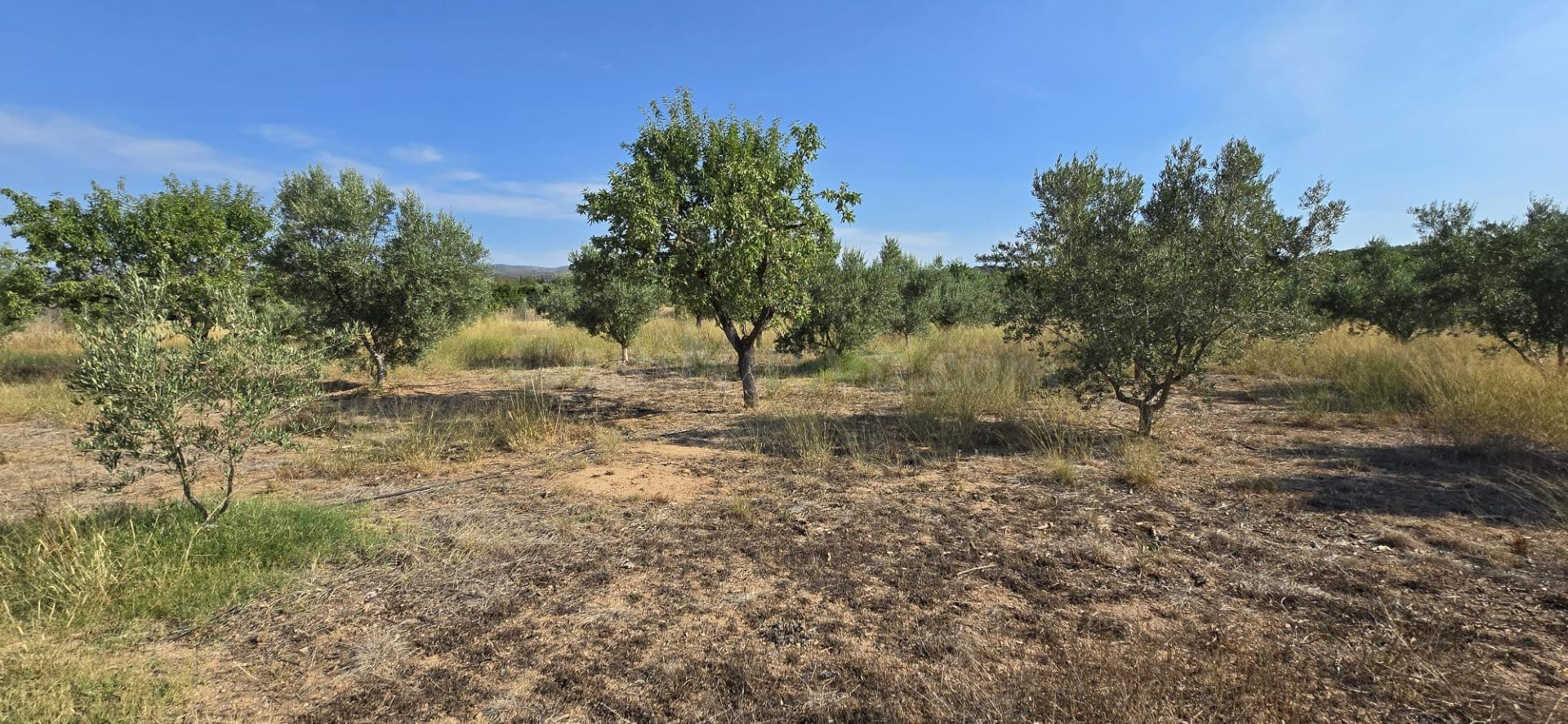 Finca de regadio en Lliria - foto 5