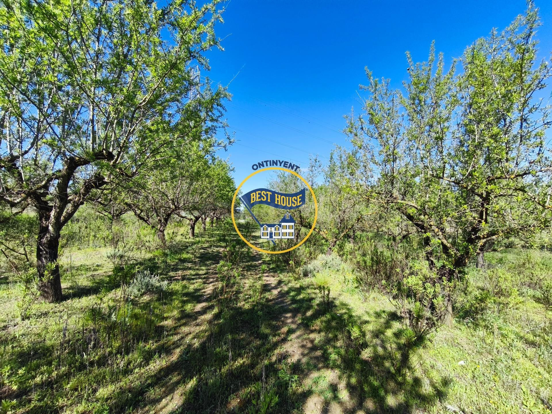 ESTUPENDO LOTE DE 4 PARCELAS DE TERRENO DE CULTIVO EN ALBAID
