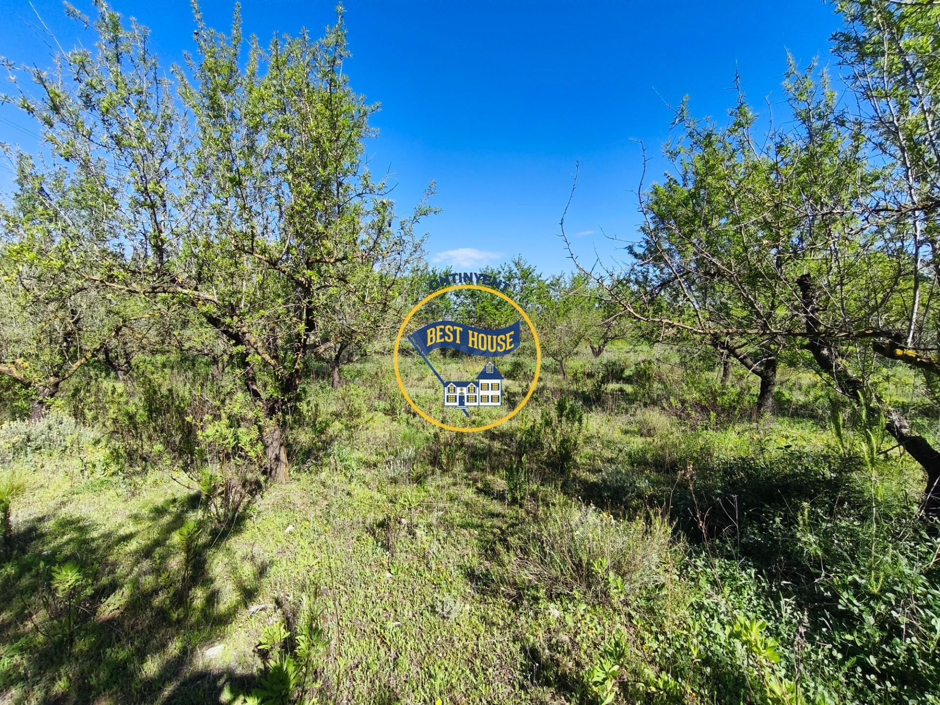 ESTUPENDO LOTE DE 4 PARCELAS DE TERRENO DE CULTIVO EN ALBAID - foto 2
