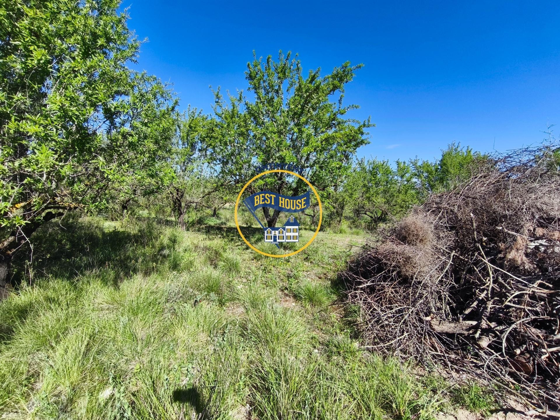 ESTUPENDO LOTE DE 4 PARCELAS DE TERRENO DE CULTIVO EN ALBAID - foto 3