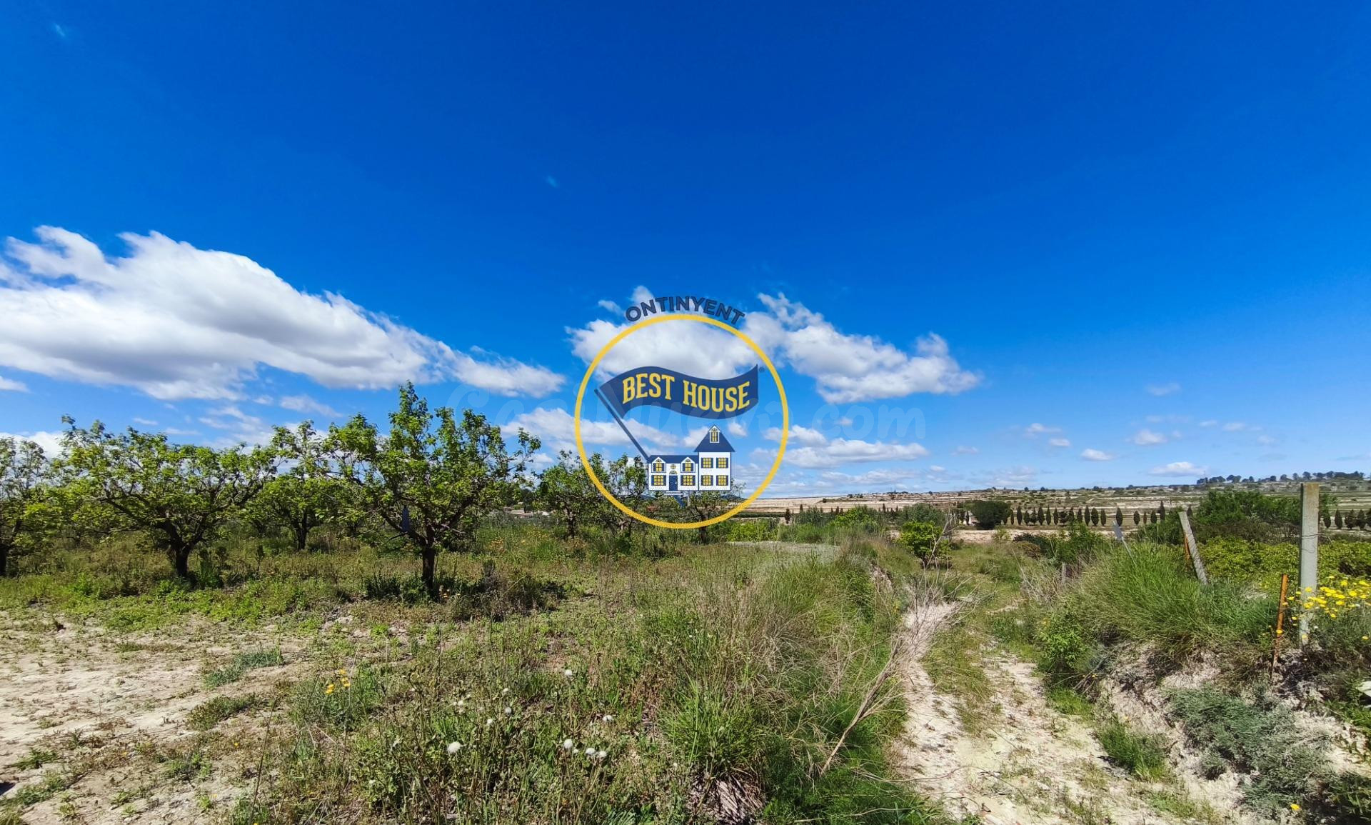 LOTE DE PARCELAS DE TERRENO EN PRODUCCIÓN DE FRUTALES CON 54 - foto 3