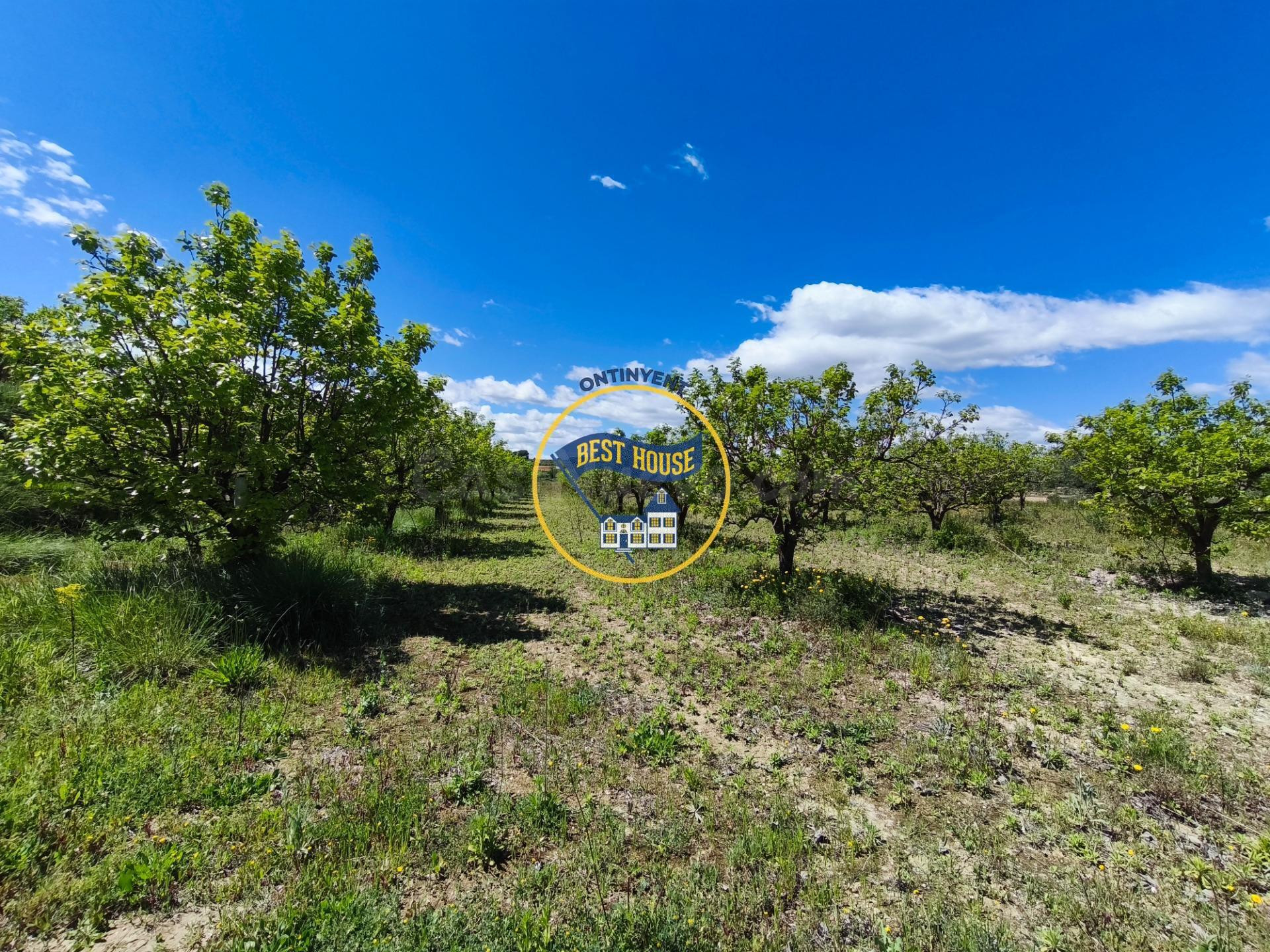 LOTE DE PARCELAS DE TERRENO EN PRODUCCIÓN DE FRUTALES CON 54 - foto 4