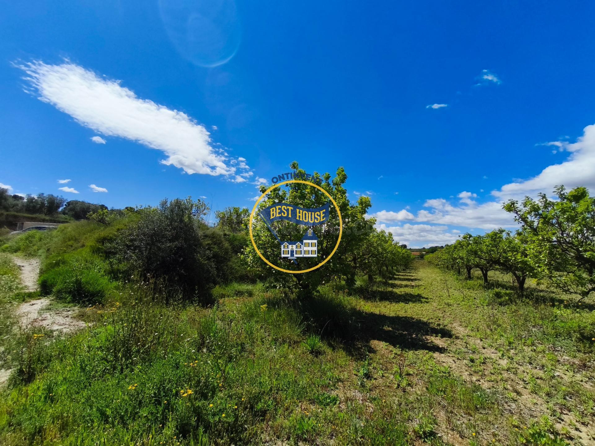 LOTE DE PARCELAS DE TERRENO EN PRODUCCIÓN DE FRUTALES CON 54 - foto 5