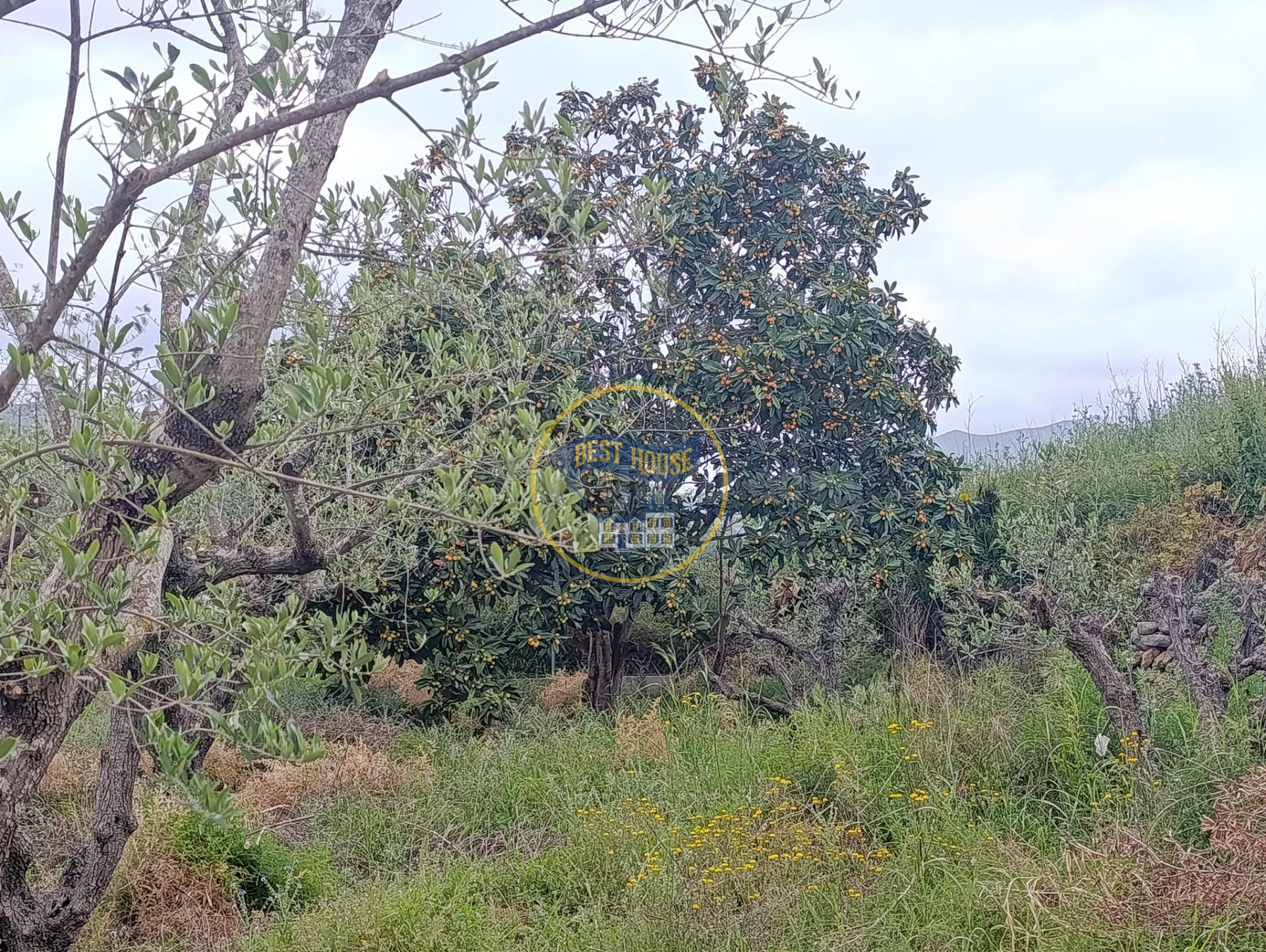 PARCELA RÚSTICA CON OLIVOS Y REFUGIO A LA VENTA EN AIELO DE  - foto 5