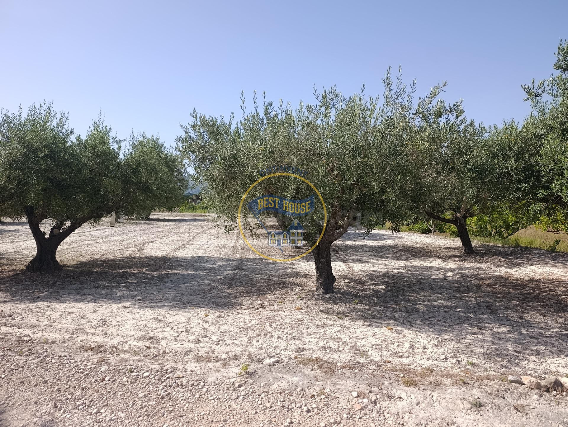 OPORTUNIDAD AMPLIA PARCELA CON ARBOLES FRUTALES Y MUY BUENAS