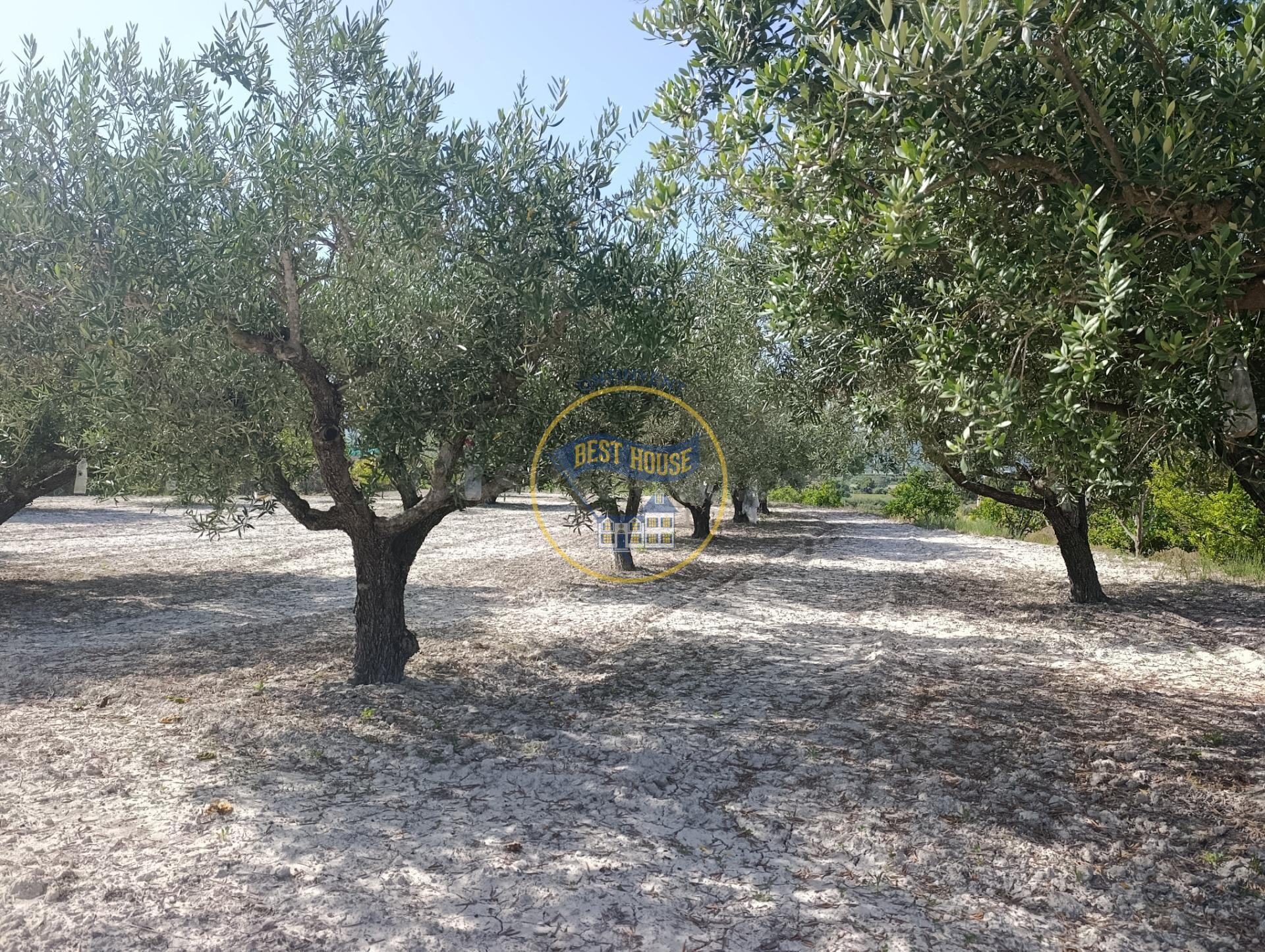 OPORTUNIDAD AMPLIA PARCELA CON ARBOLES FRUTALES Y MUY BUENAS - foto 2