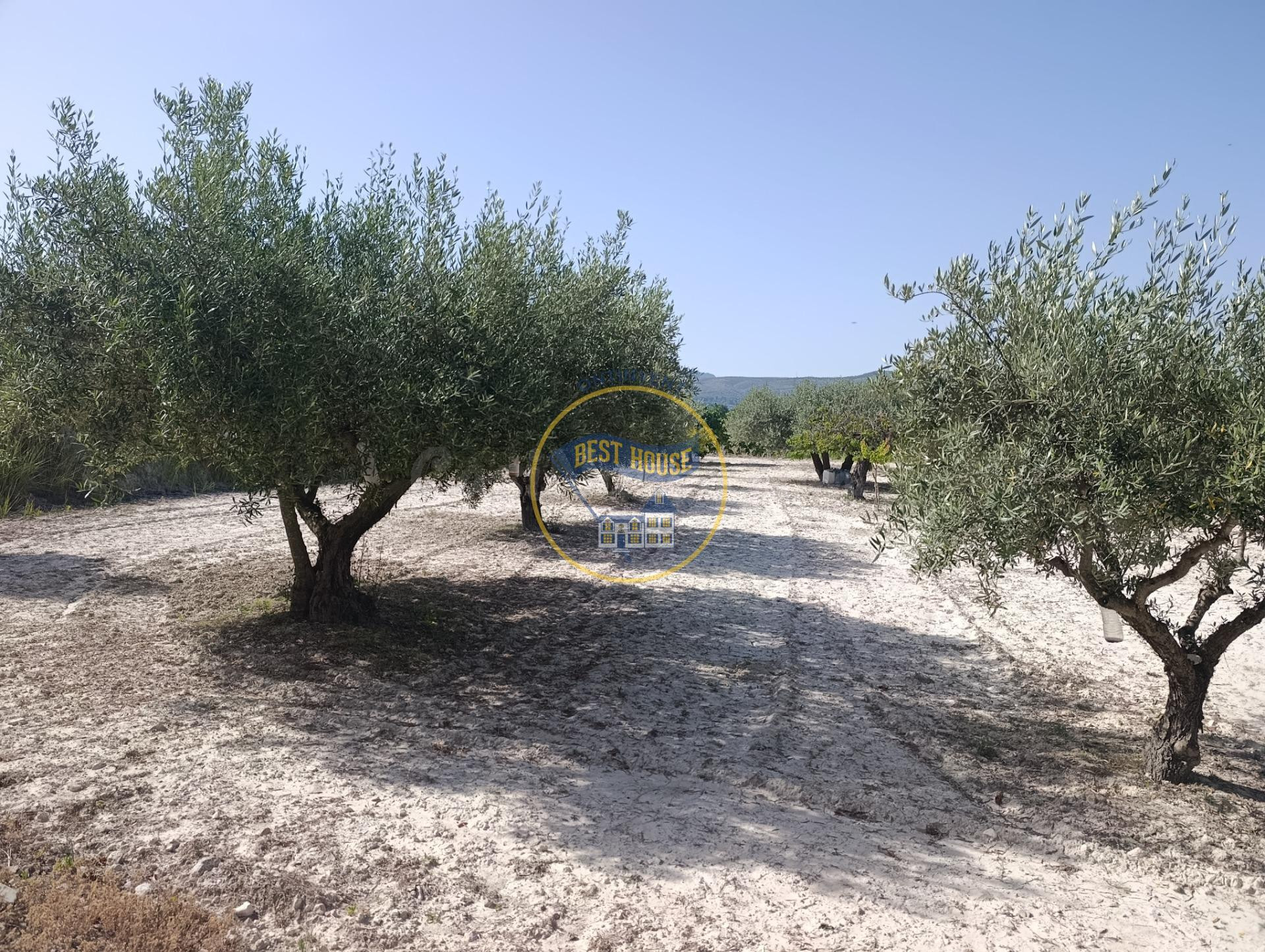OPORTUNIDAD AMPLIA PARCELA CON ARBOLES FRUTALES Y MUY BUENAS - foto 3