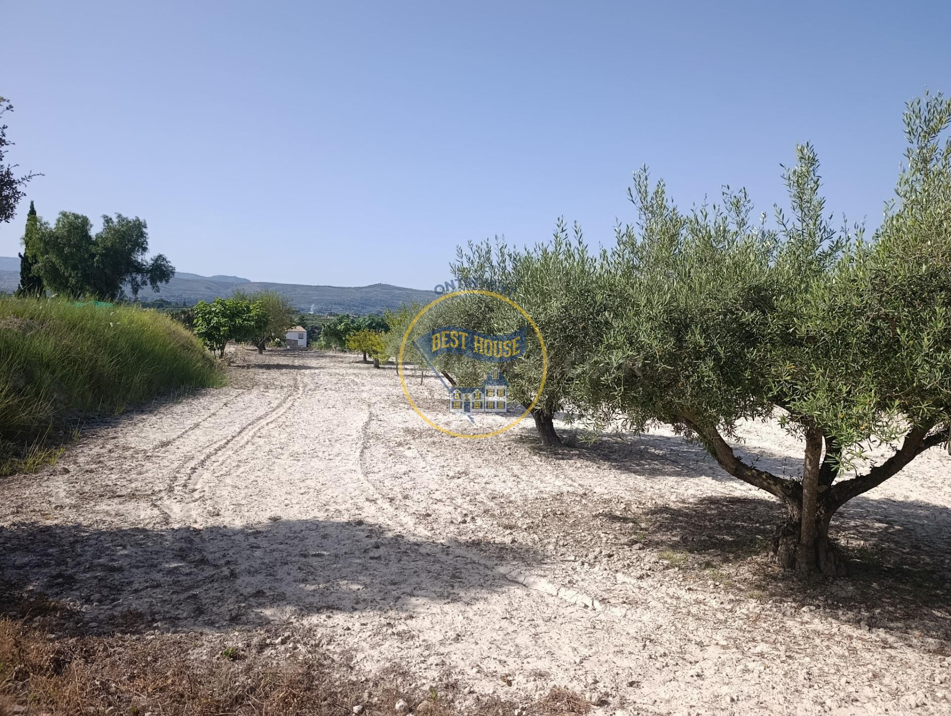 OPORTUNIDAD AMPLIA PARCELA CON ARBOLES FRUTALES Y MUY BUENAS - foto 4