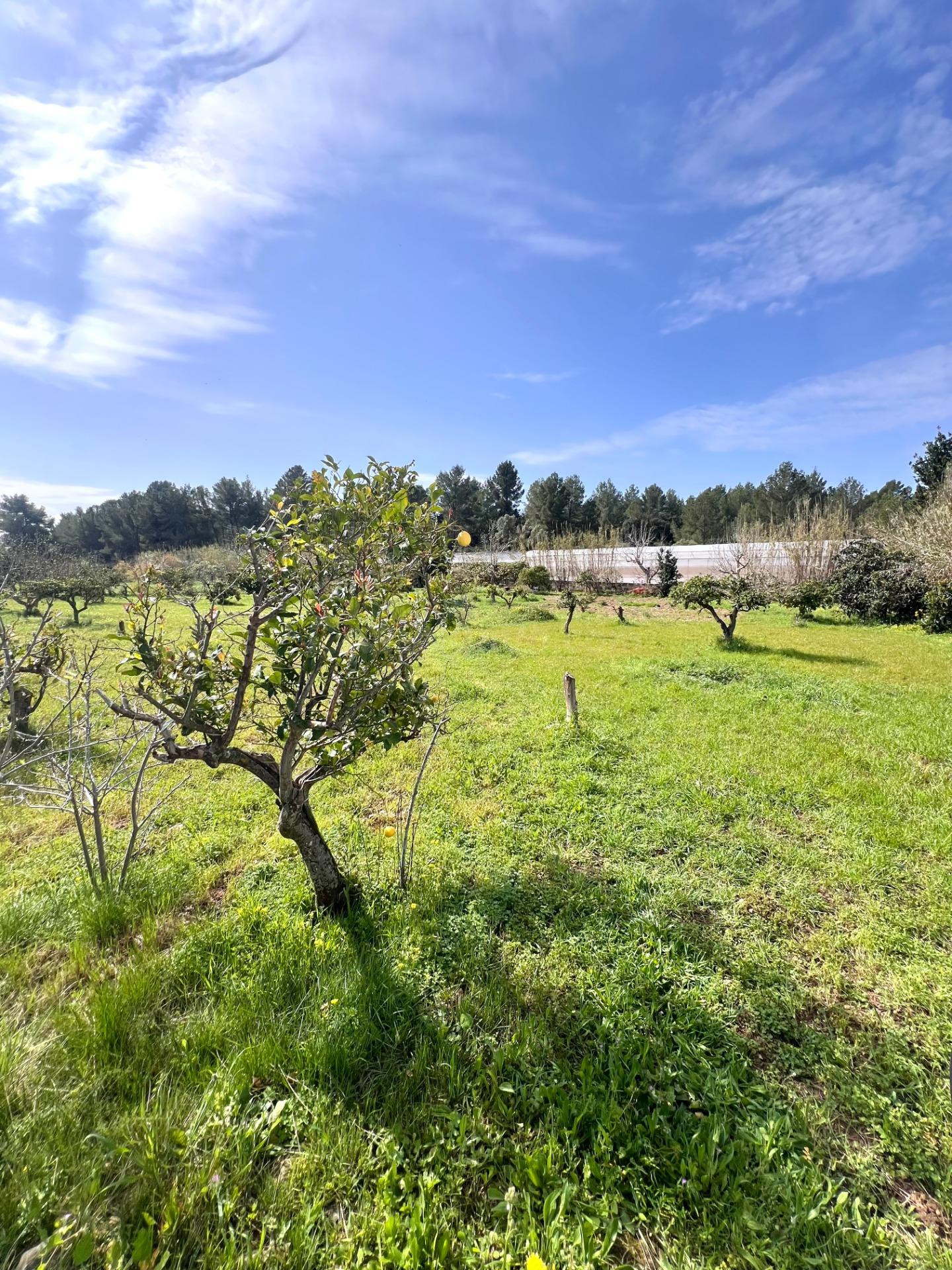 Parcela para Proyecto Agricola o Huerto Educativo-Calvia - foto 3