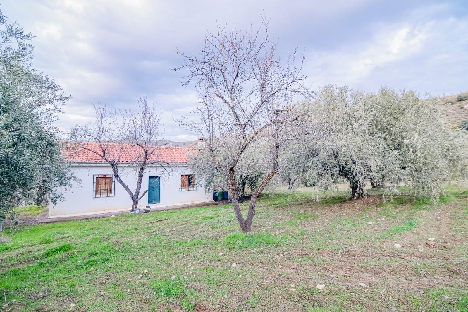 Finca en Pinos Génil - foto 3