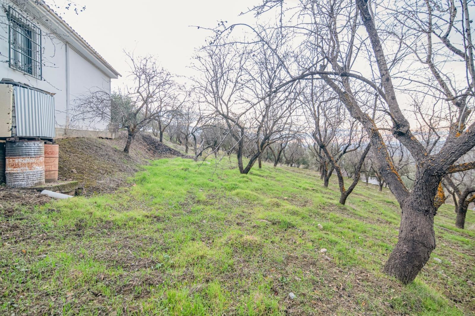 Finca en Pinos Génil - foto 4