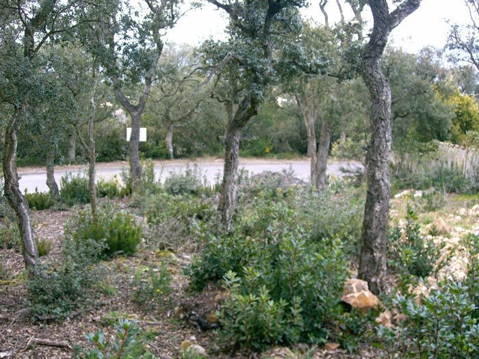 Parcela urbanizable en la Urbanización Mas Nou de Platja d'Aro
