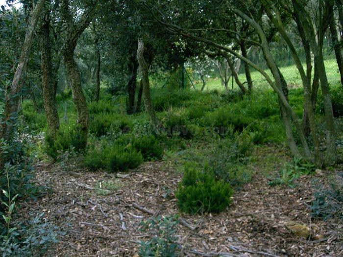 Parcela urbanizable en la Urbanización Mas Nou de Platja d'A - foto 4