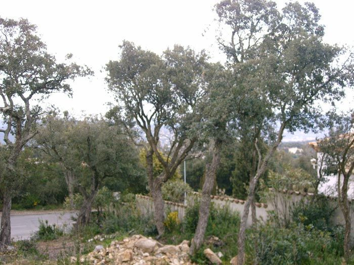 Parcela urbanizable en la Urbanización Mas Nou de Platja d'A - foto 5