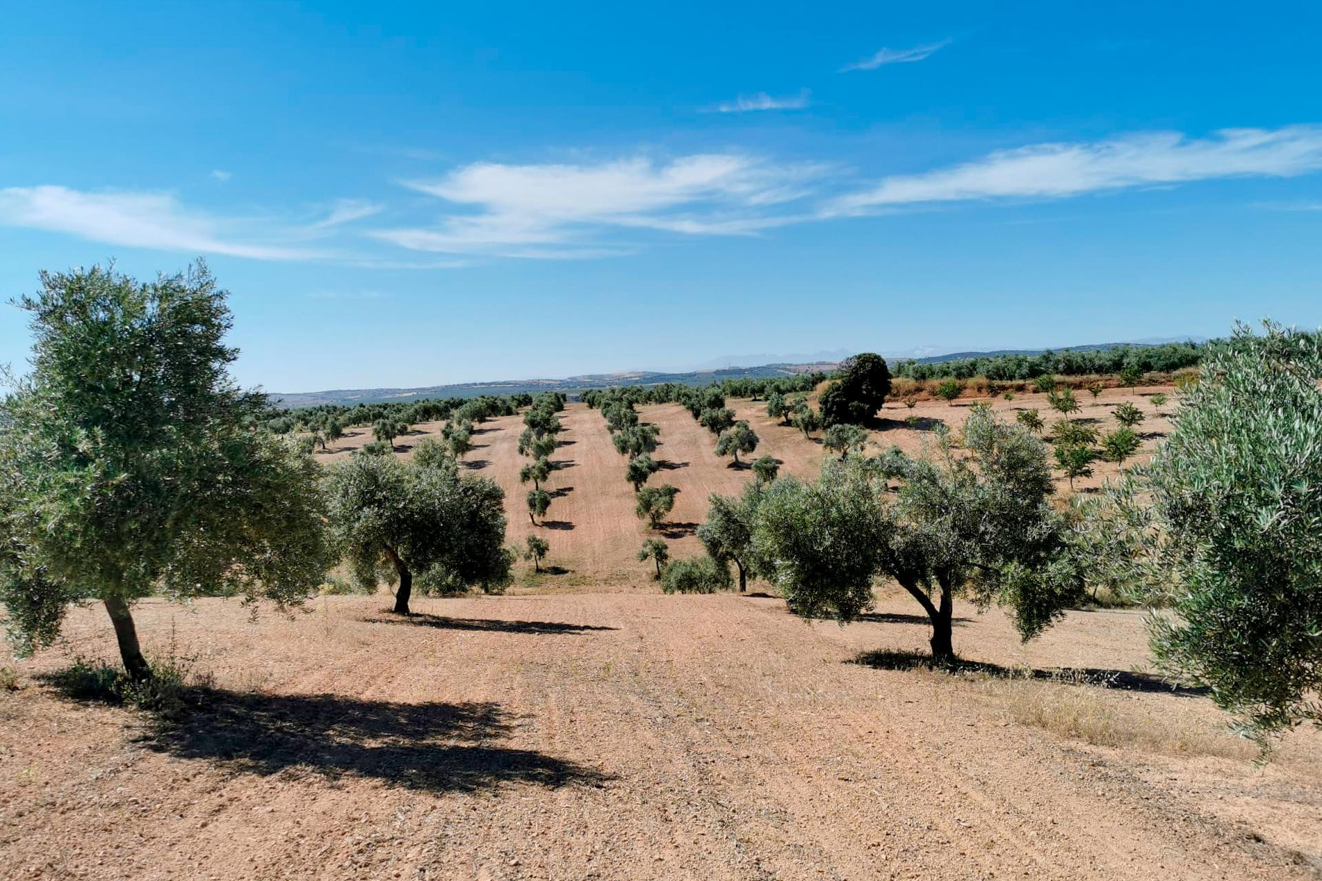 FINCA DE OLIVOS - foto 2
