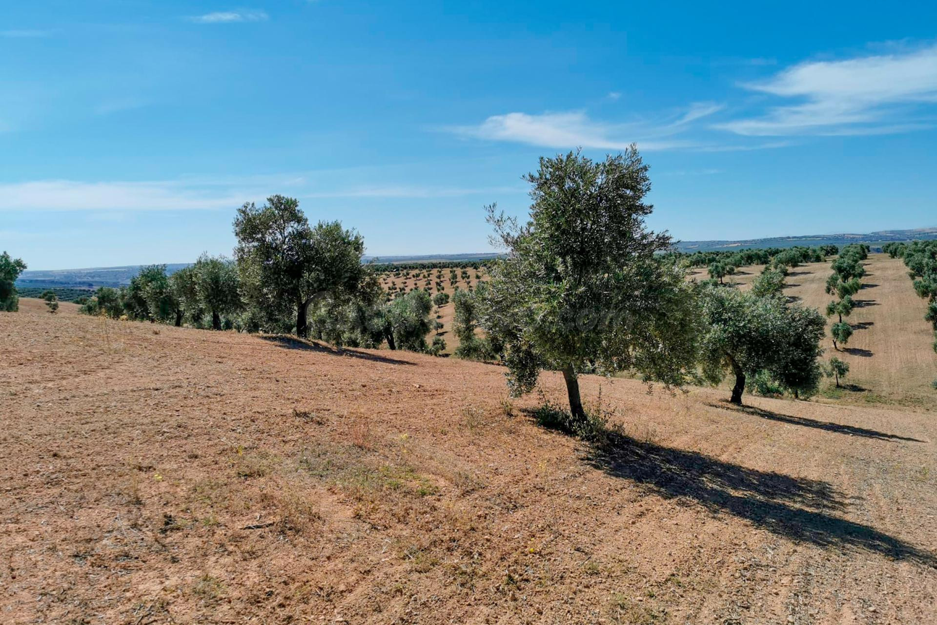 FINCA DE OLIVOS - foto 3