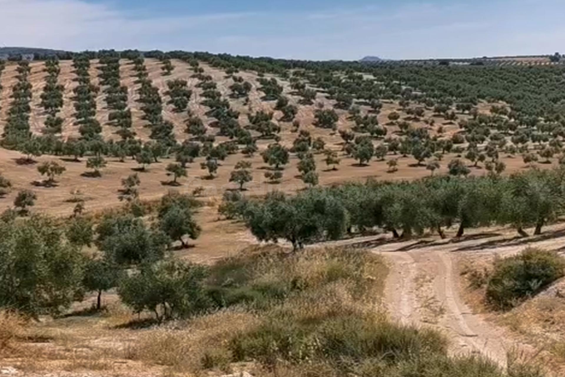 FINCA DE OLIVOS - foto 5