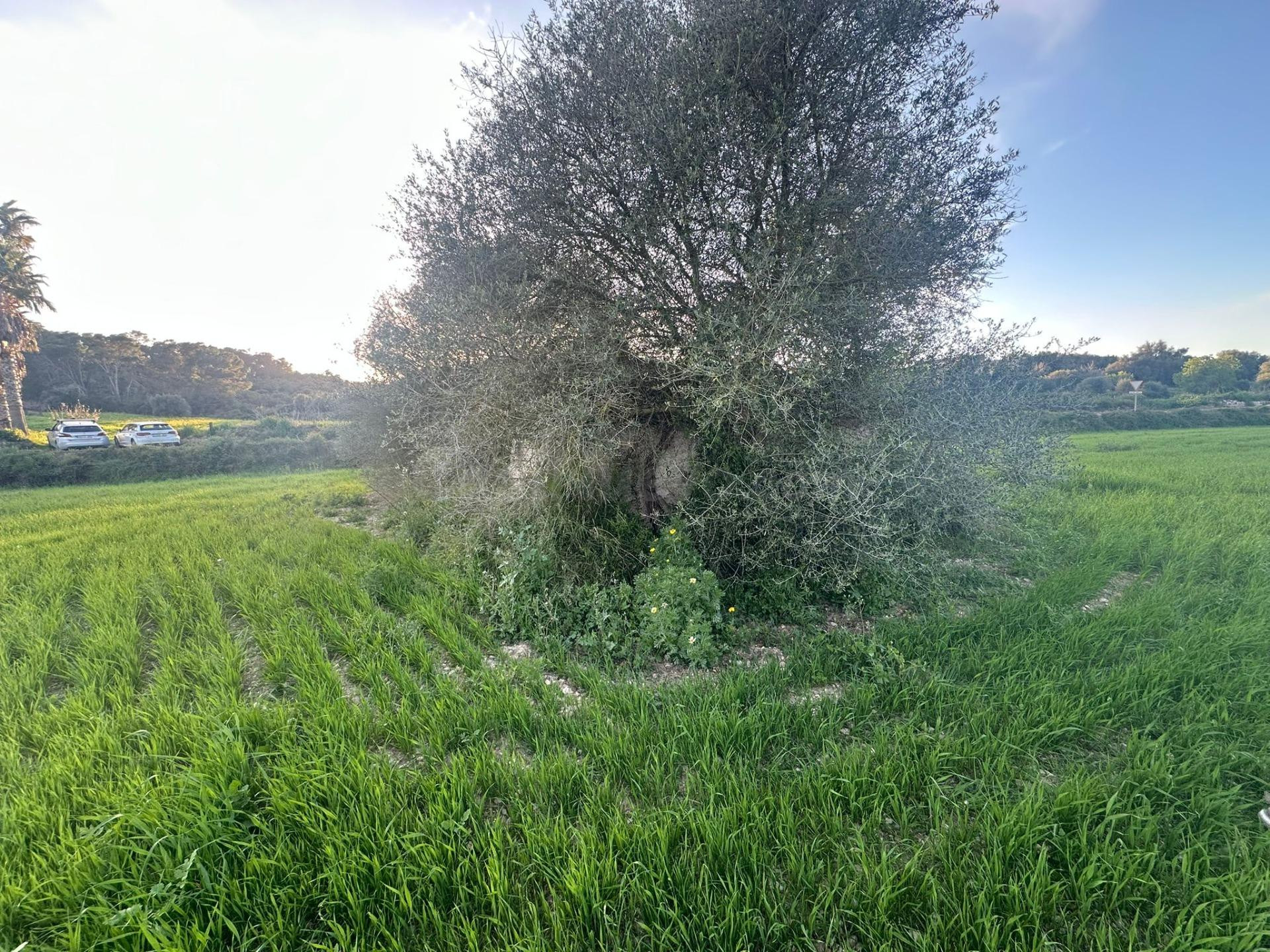 Finca rústica en Sant Joan - foto 3