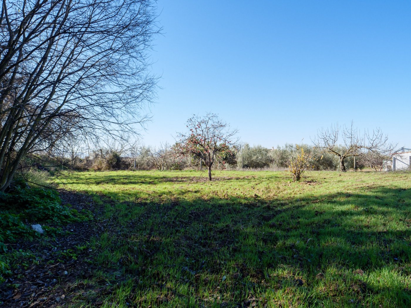 Finca Rústica en Alcaudete (Jaén) - foto 4