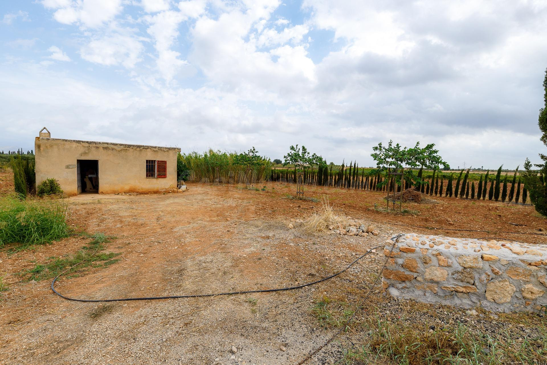 FINCA RÚSTICA CON POZO DE VENA EN SANTA EUGENIA - foto 3