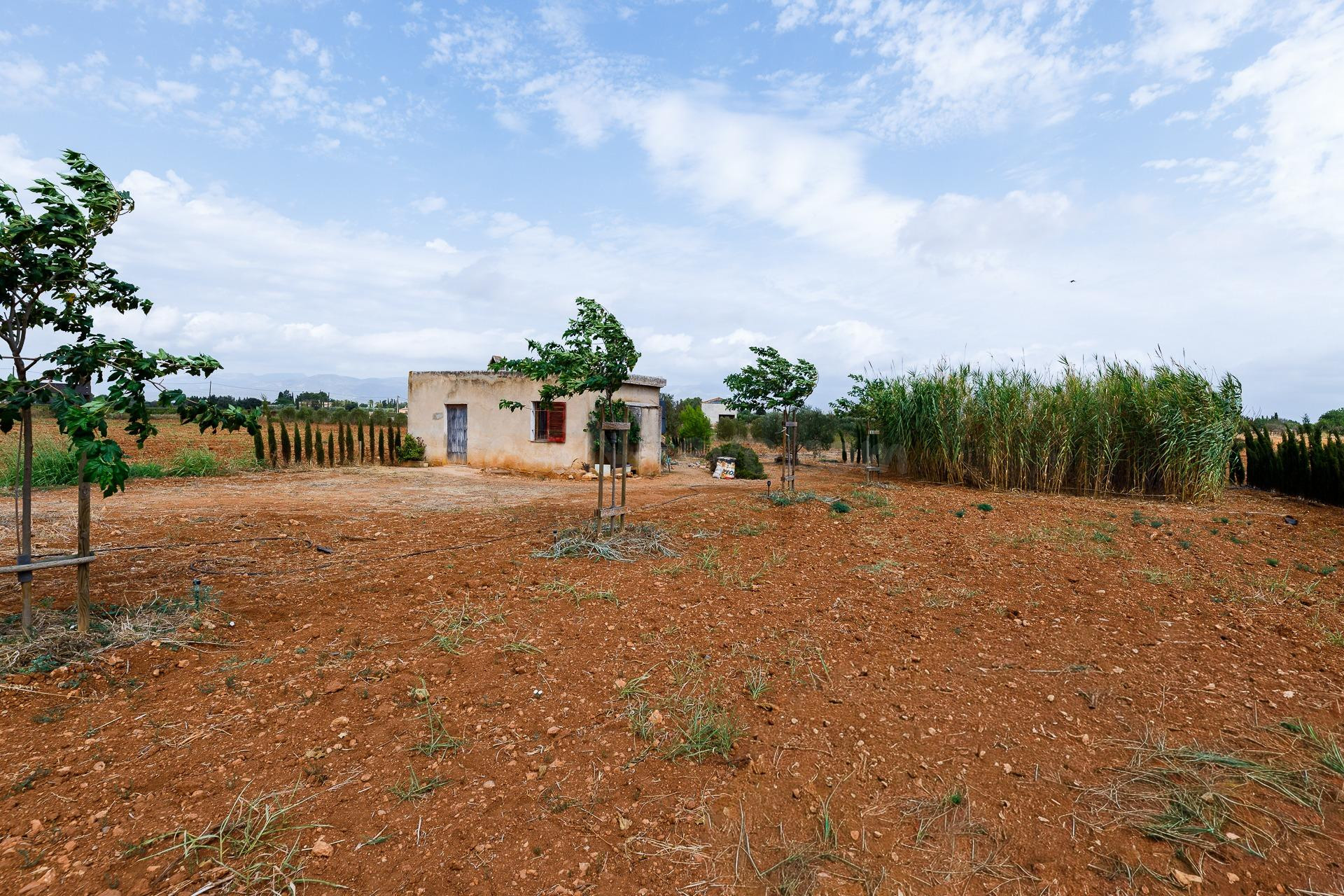 FINCA RÚSTICA CON POZO DE VENA EN SANTA EUGENIA - foto 4