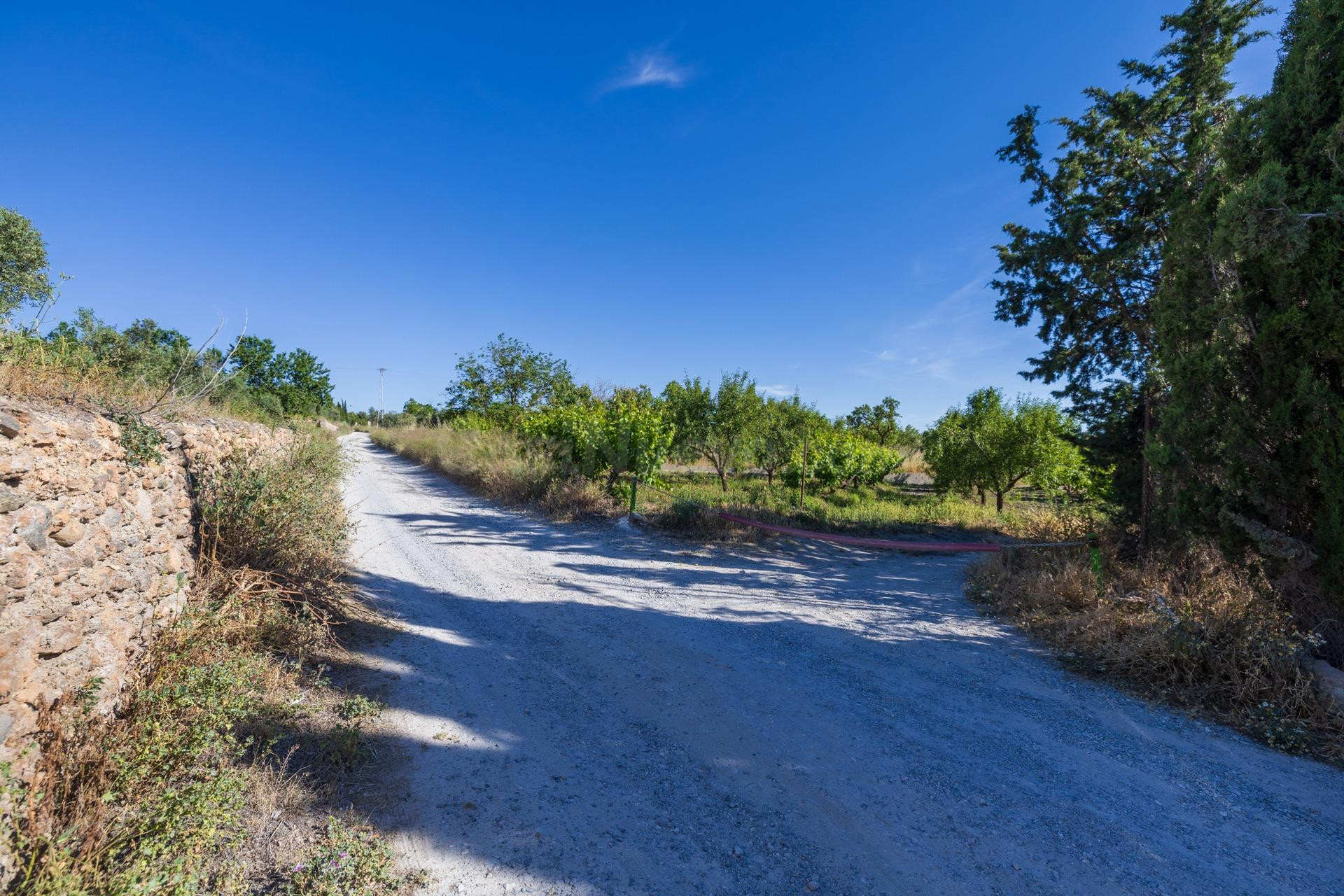 Oportunidad Única: Finca Rústica Productiva junto al Polidep - foto 2