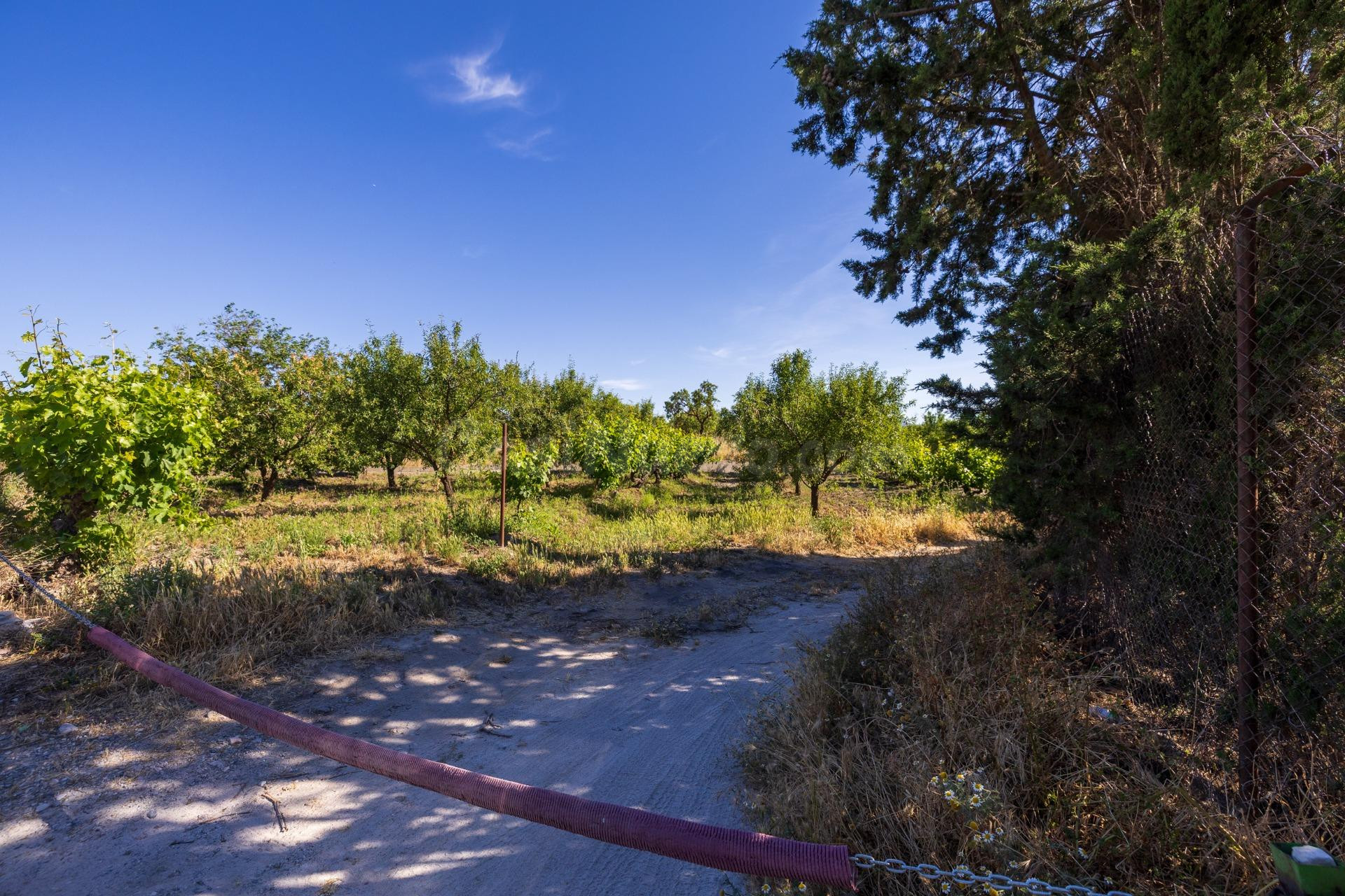 Oportunidad Única: Finca Rústica Productiva junto al Polidep - foto 3