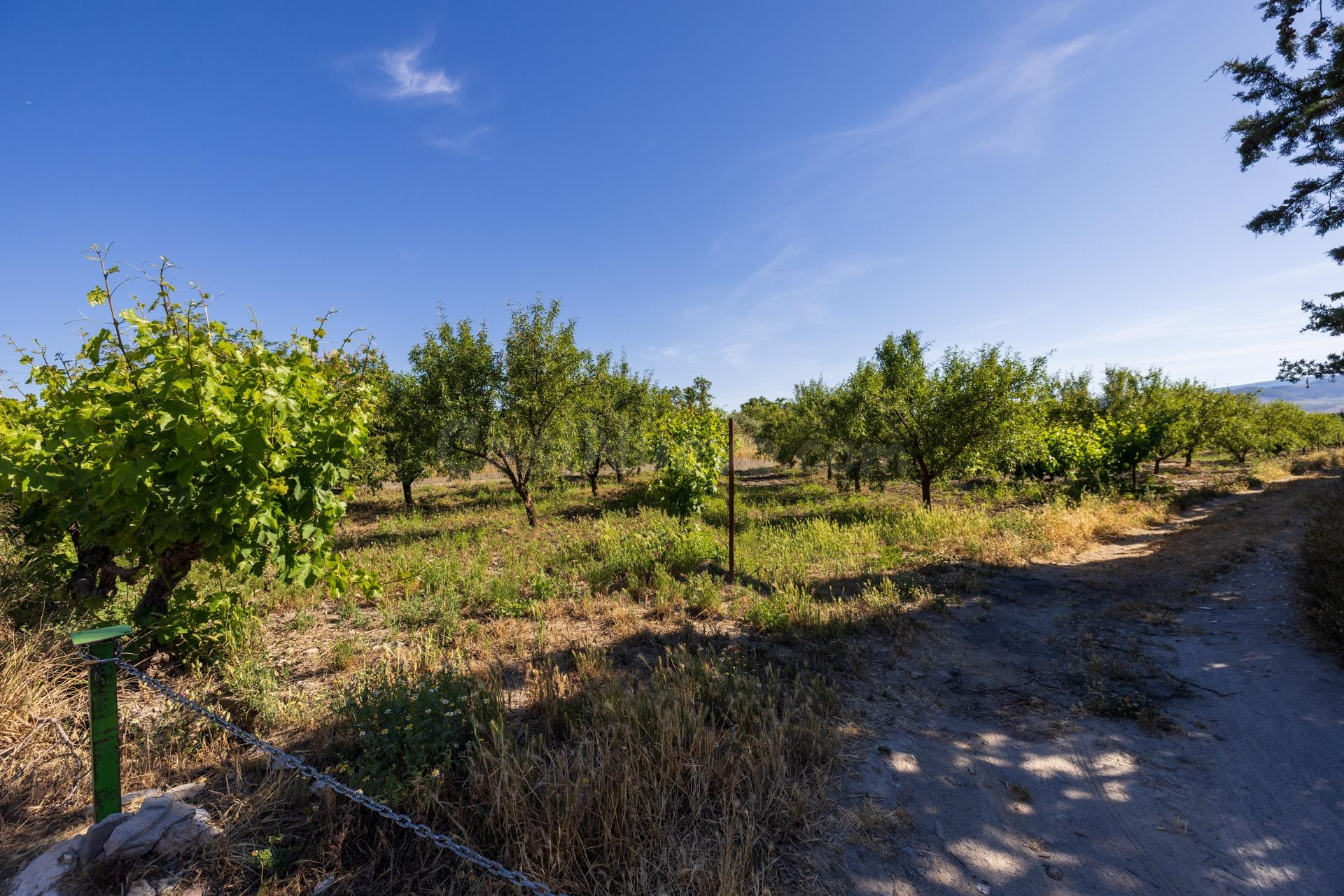 Oportunidad Única: Finca Rústica Productiva junto al Polidep - foto 4