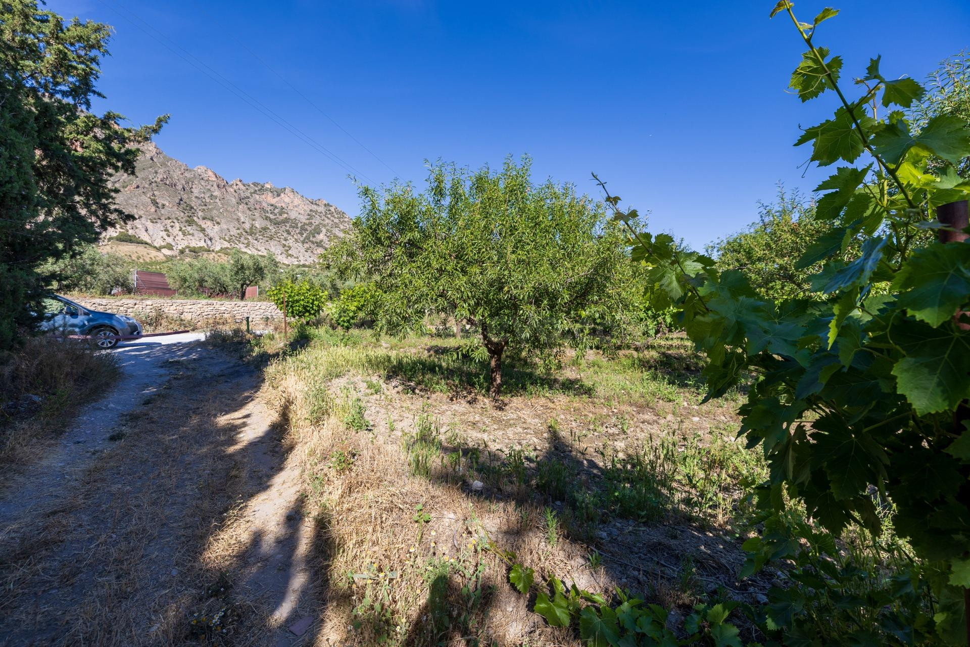 Oportunidad Única: Finca Rústica Productiva junto al Polidep - foto 5
