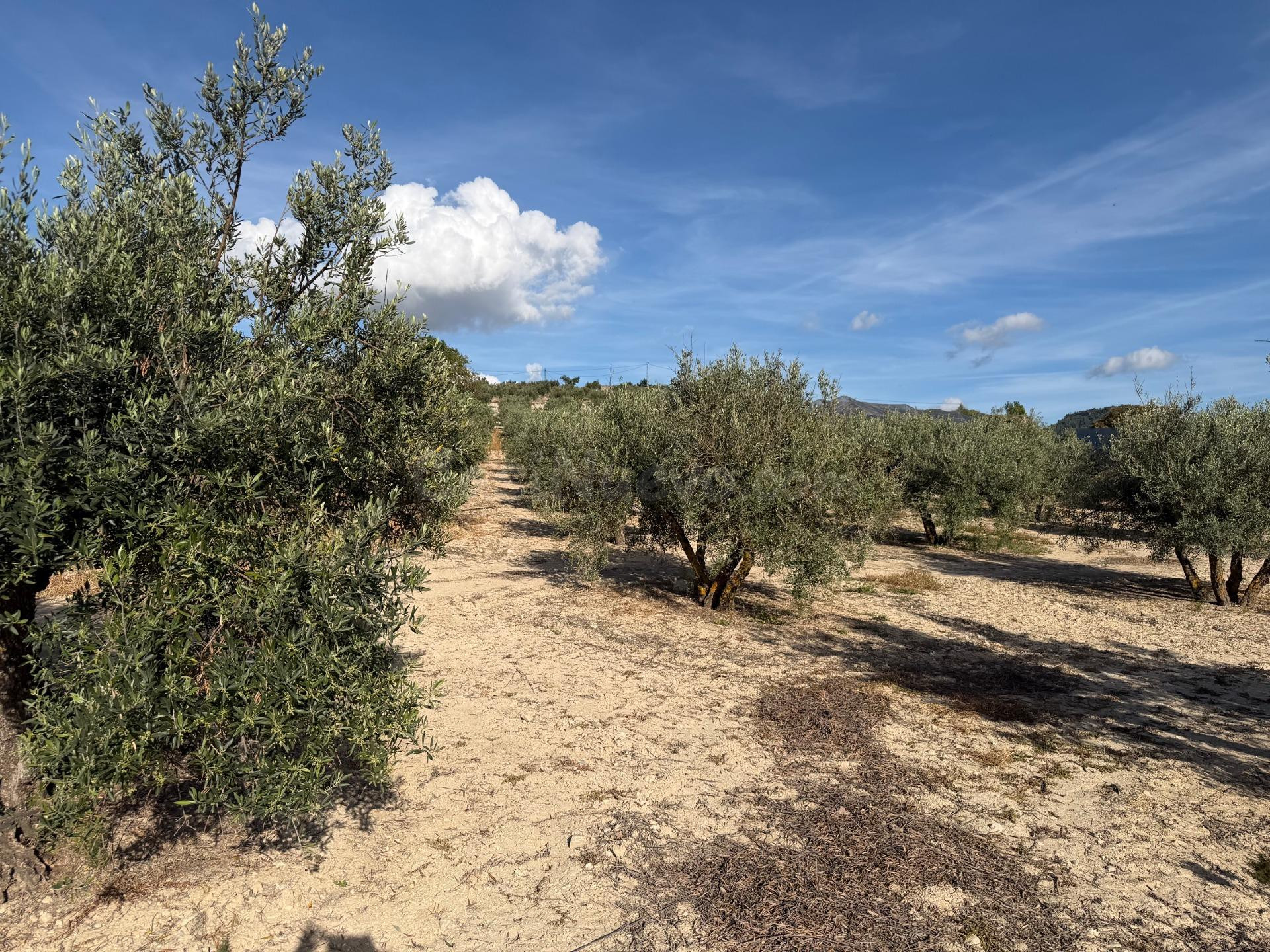 Bermejales (junto). Finca de olivar parte de riego y parte d - foto 5
