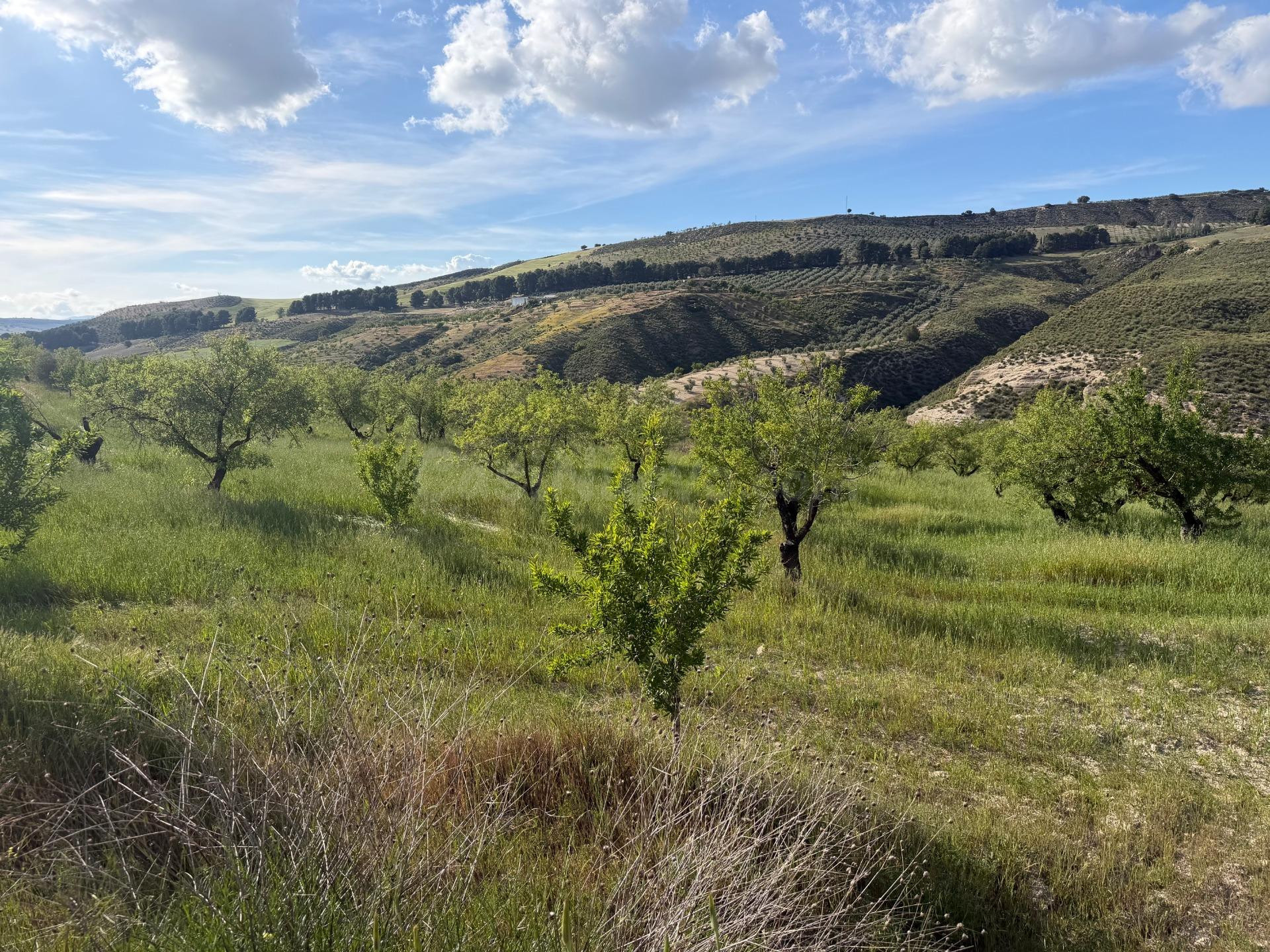 Arenas del Rey. Finca de almendros de secano de 3 hectáreas. - foto 3