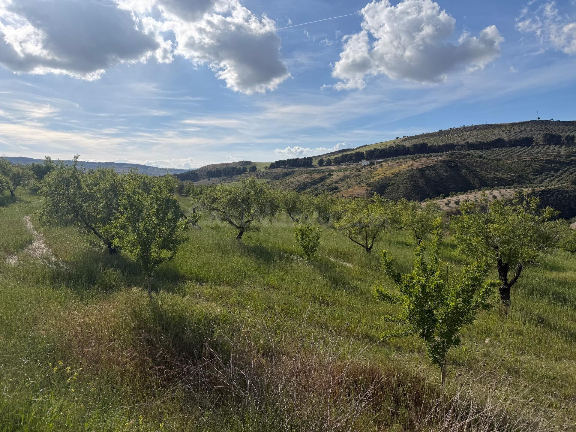 Arenas del Rey. Finca de almendros de secano de 3 hectáreas. - foto 4